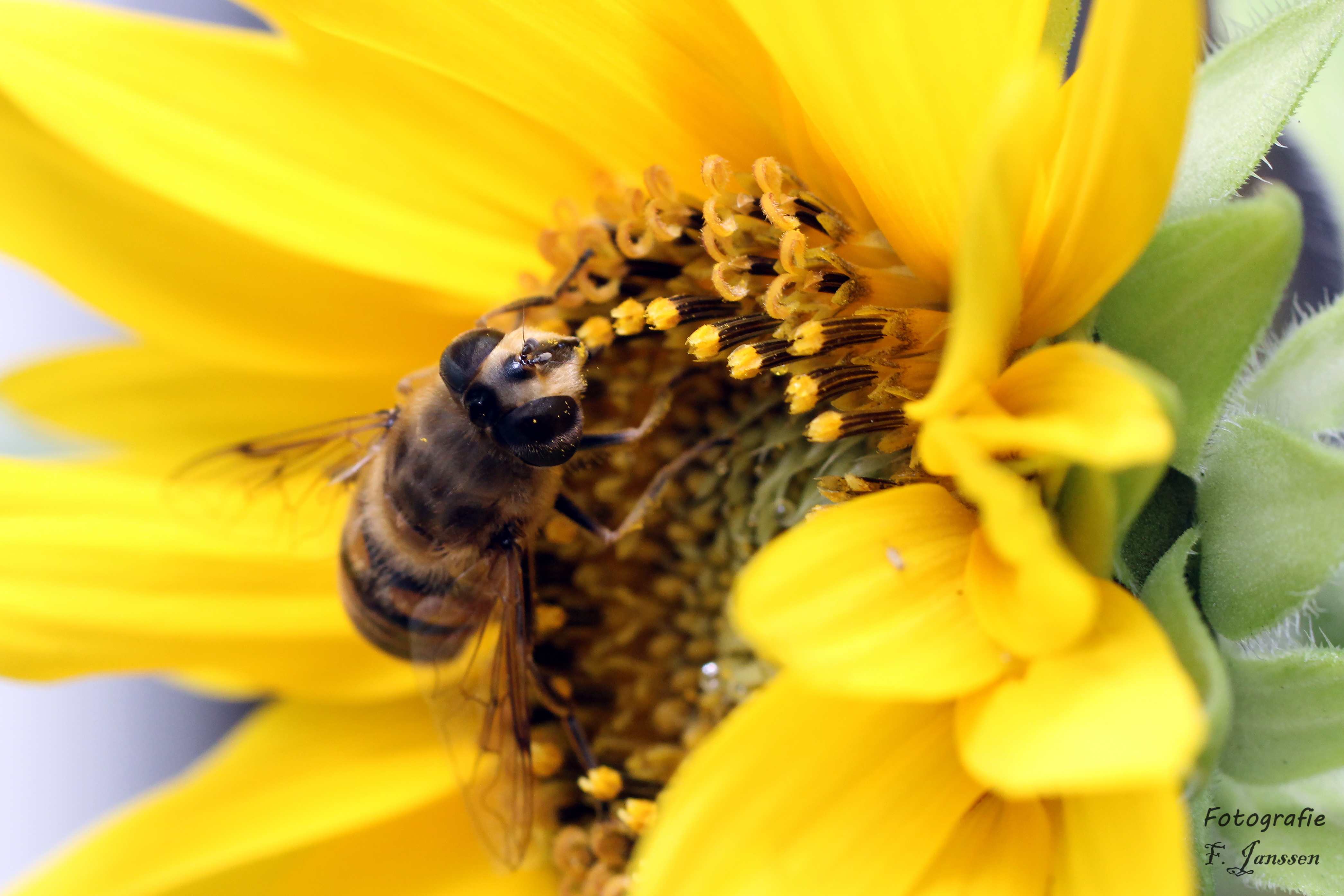 genieten-van-een-zonnige-zonnebloem