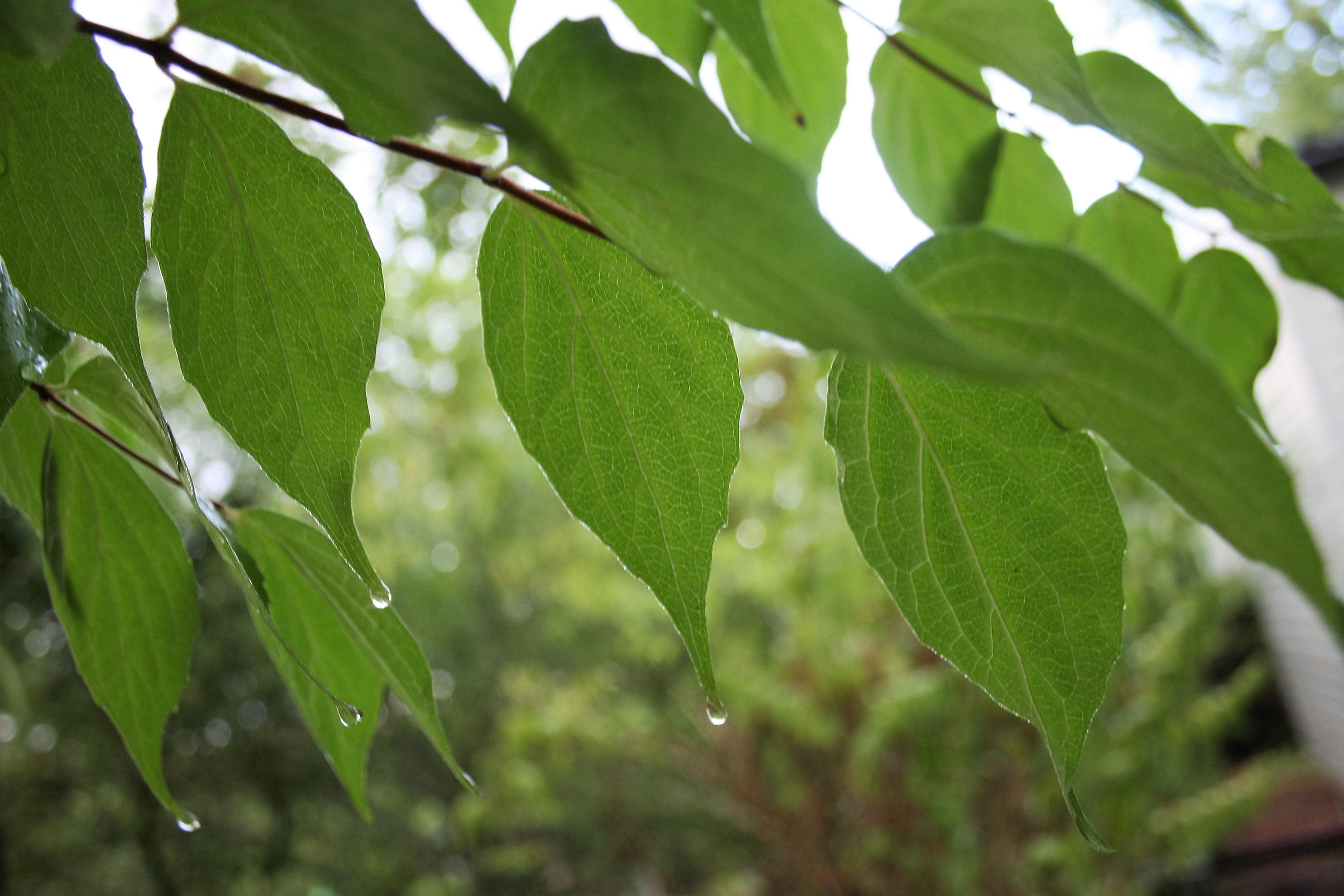 de-druppels-hangen-aan-de-blaadjes