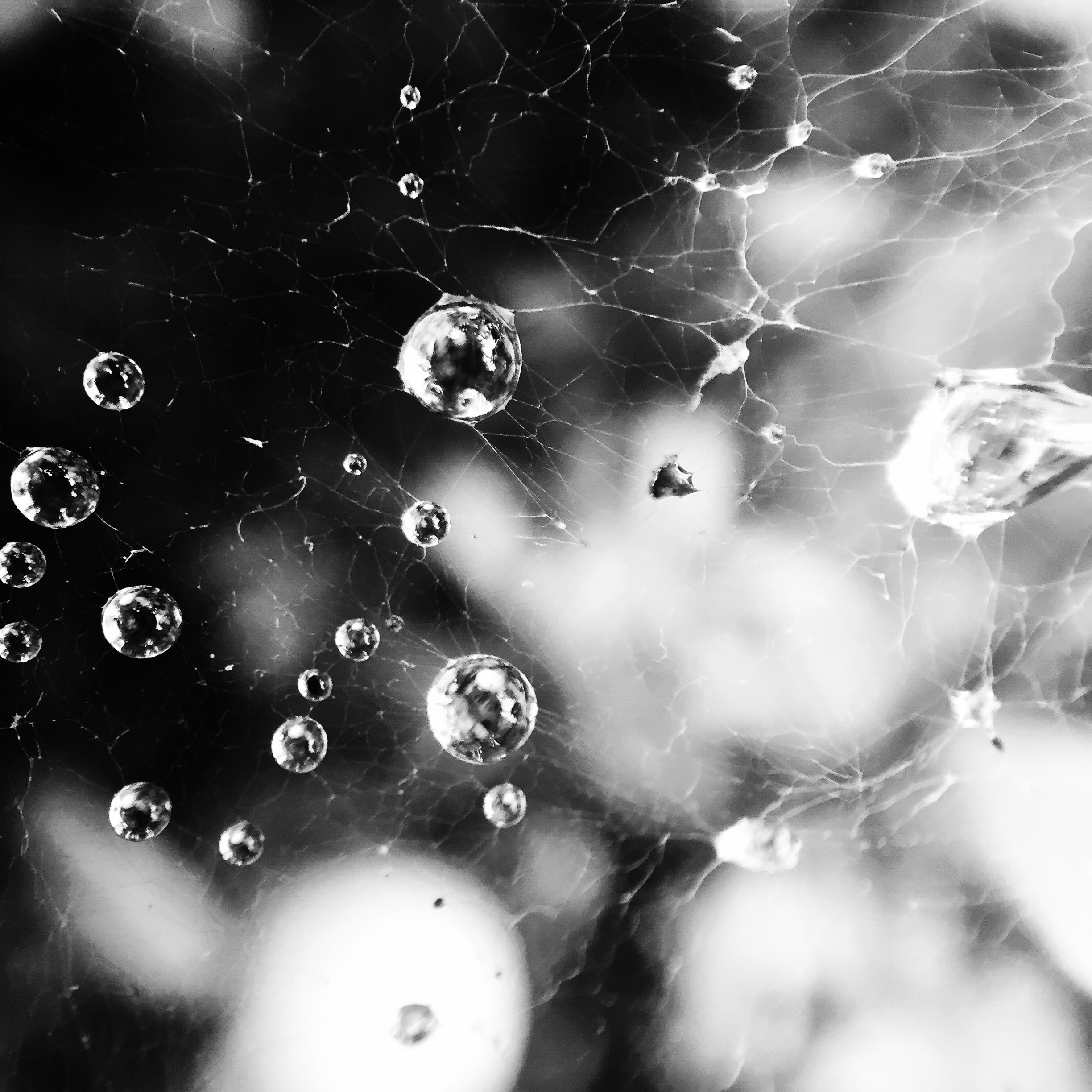 dauwdruppels-in-een-spinnenweb-1