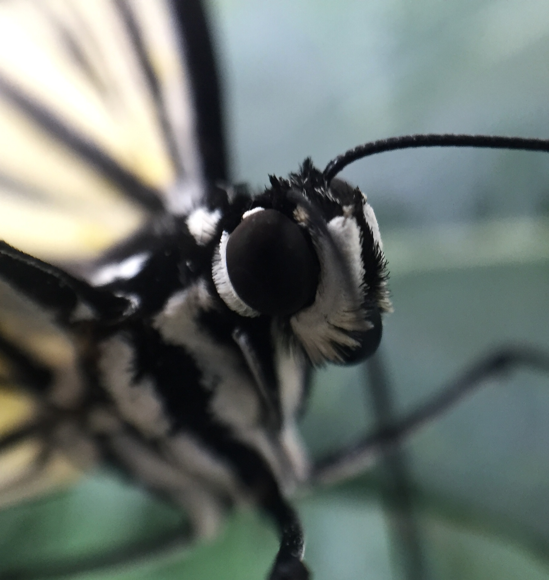 macro-foto-van-een-schitterende-vlinder