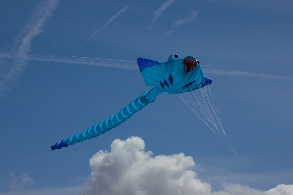 blue-kite