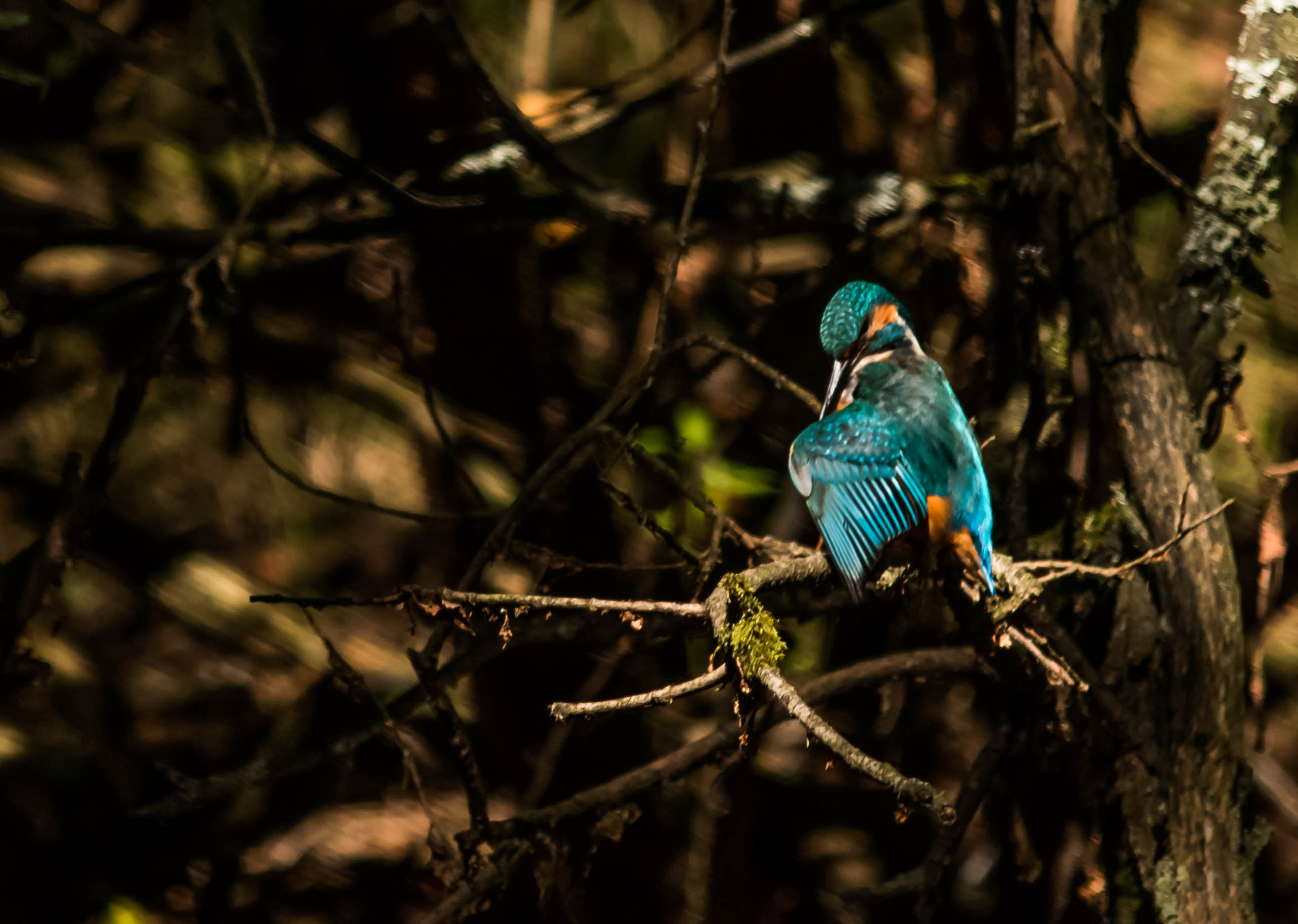 mooi-blauw-is-niet-lelijk