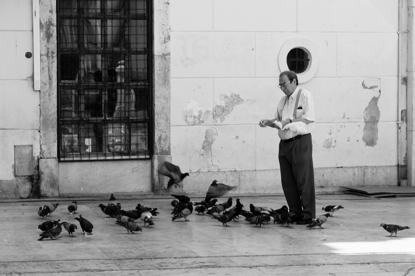 friend-of-pigeons