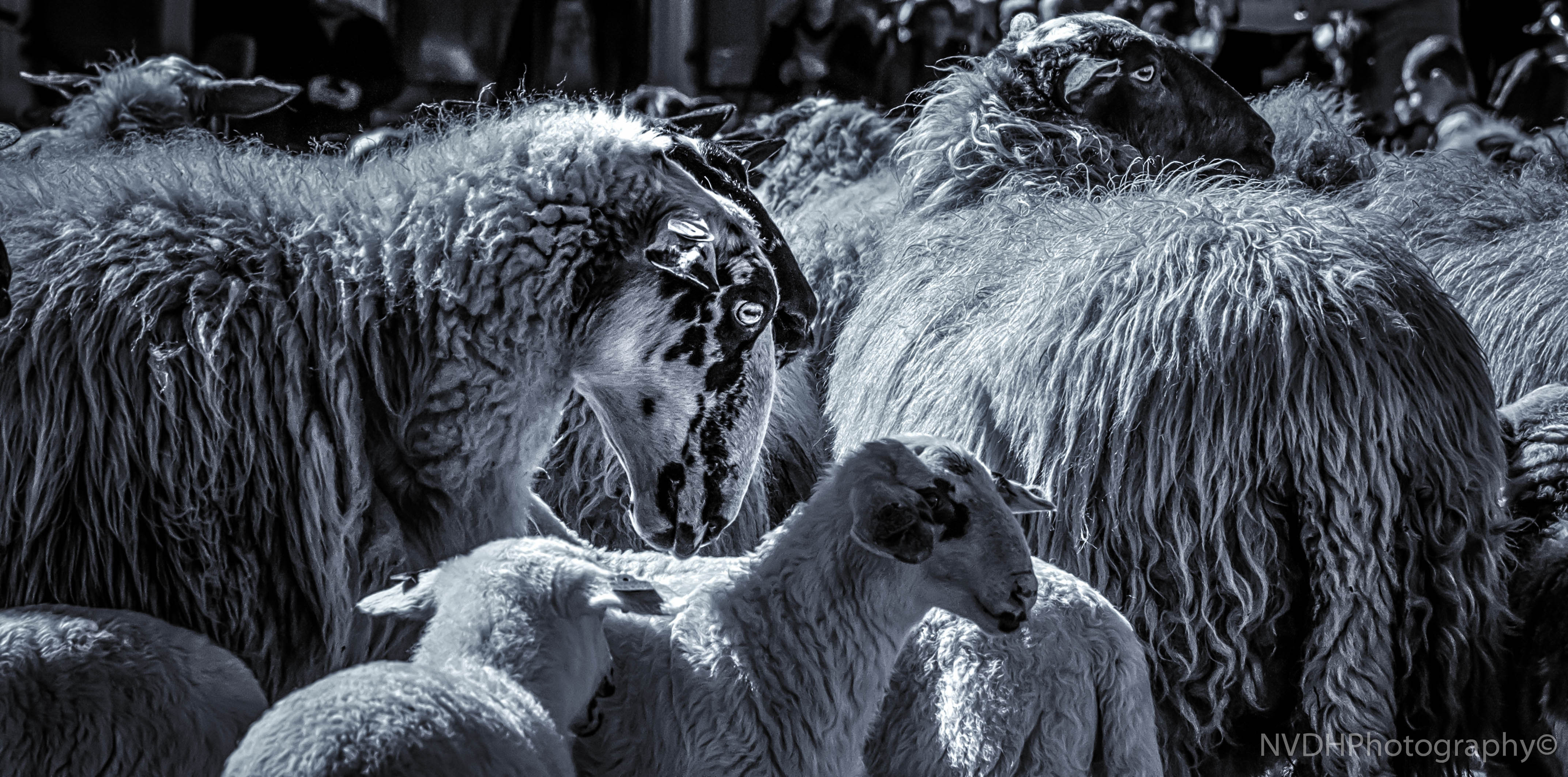 sheeps-in-black-and-white