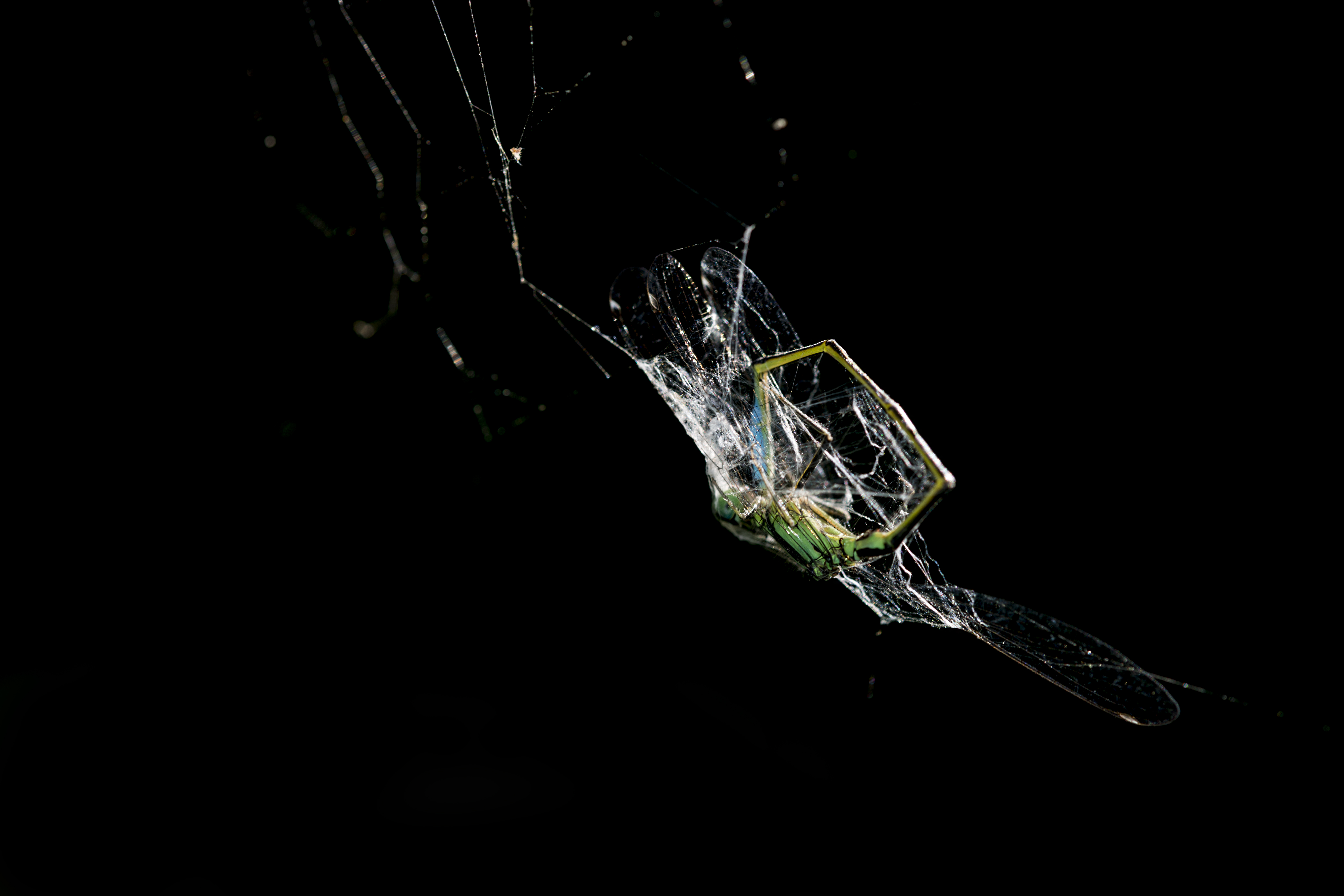 gevangen-voor-het-eten