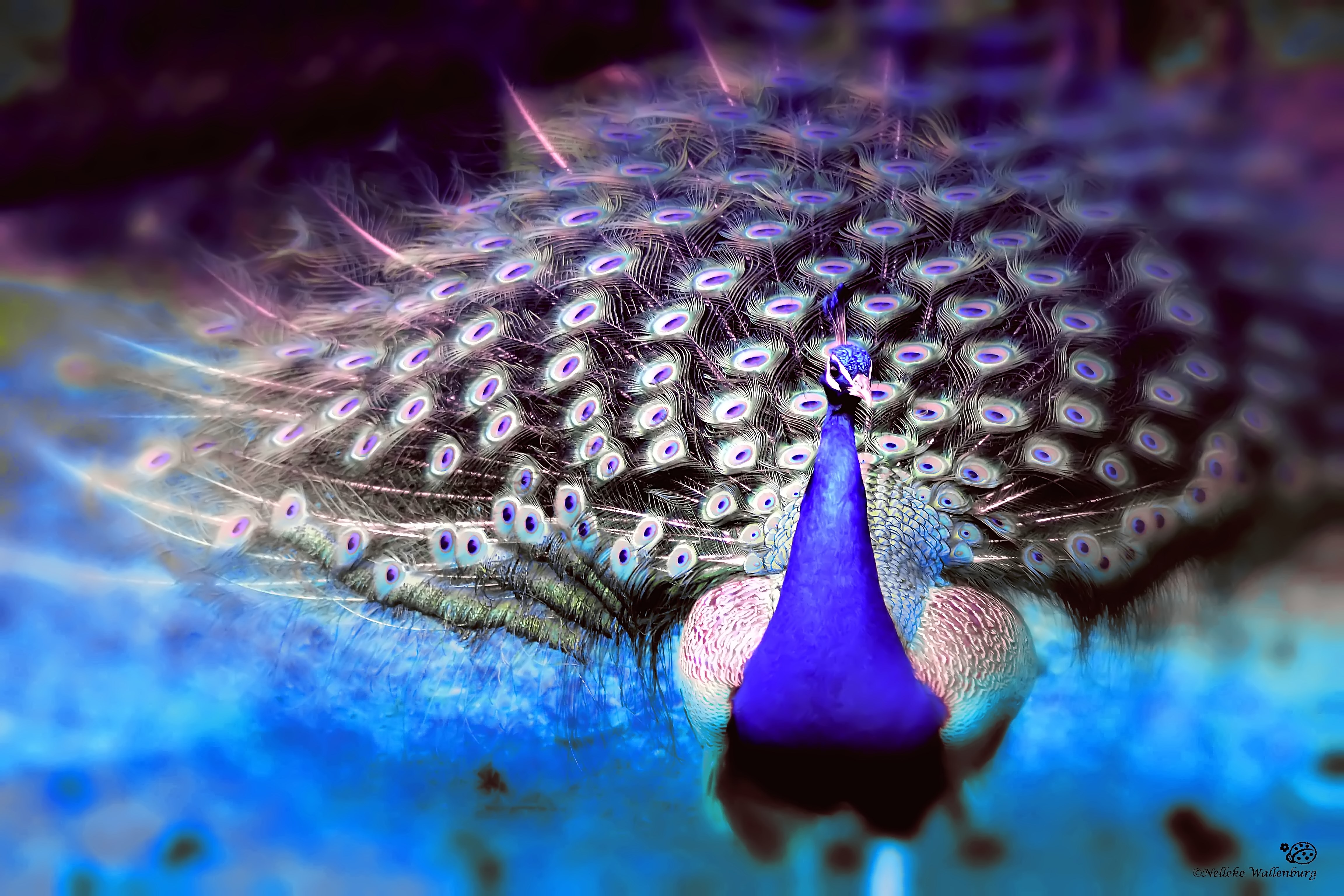 zo-trots-als-een-pauw