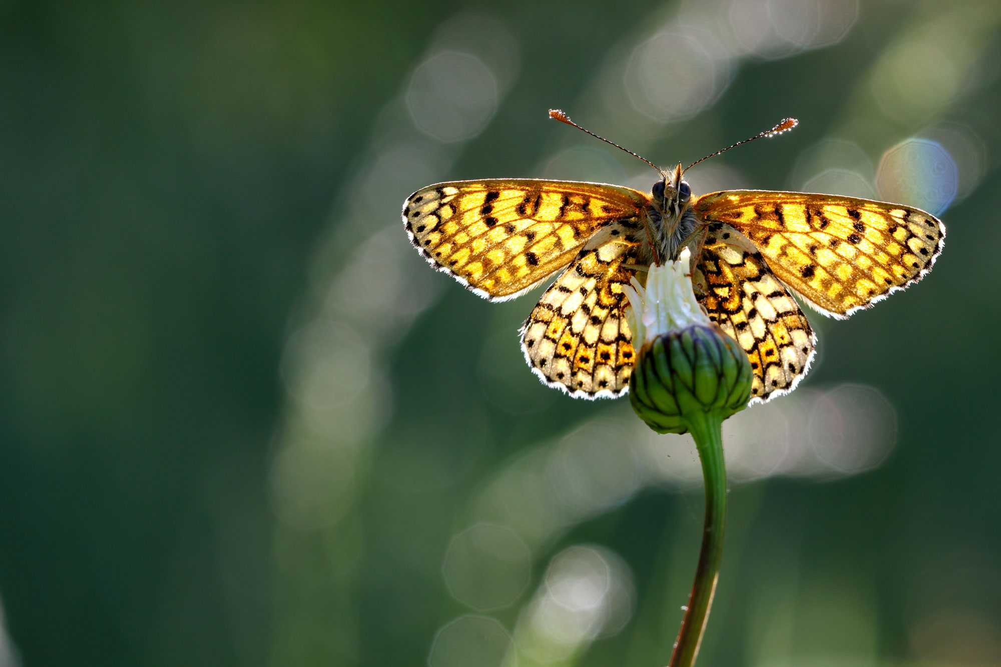 veldparelmoervlinder