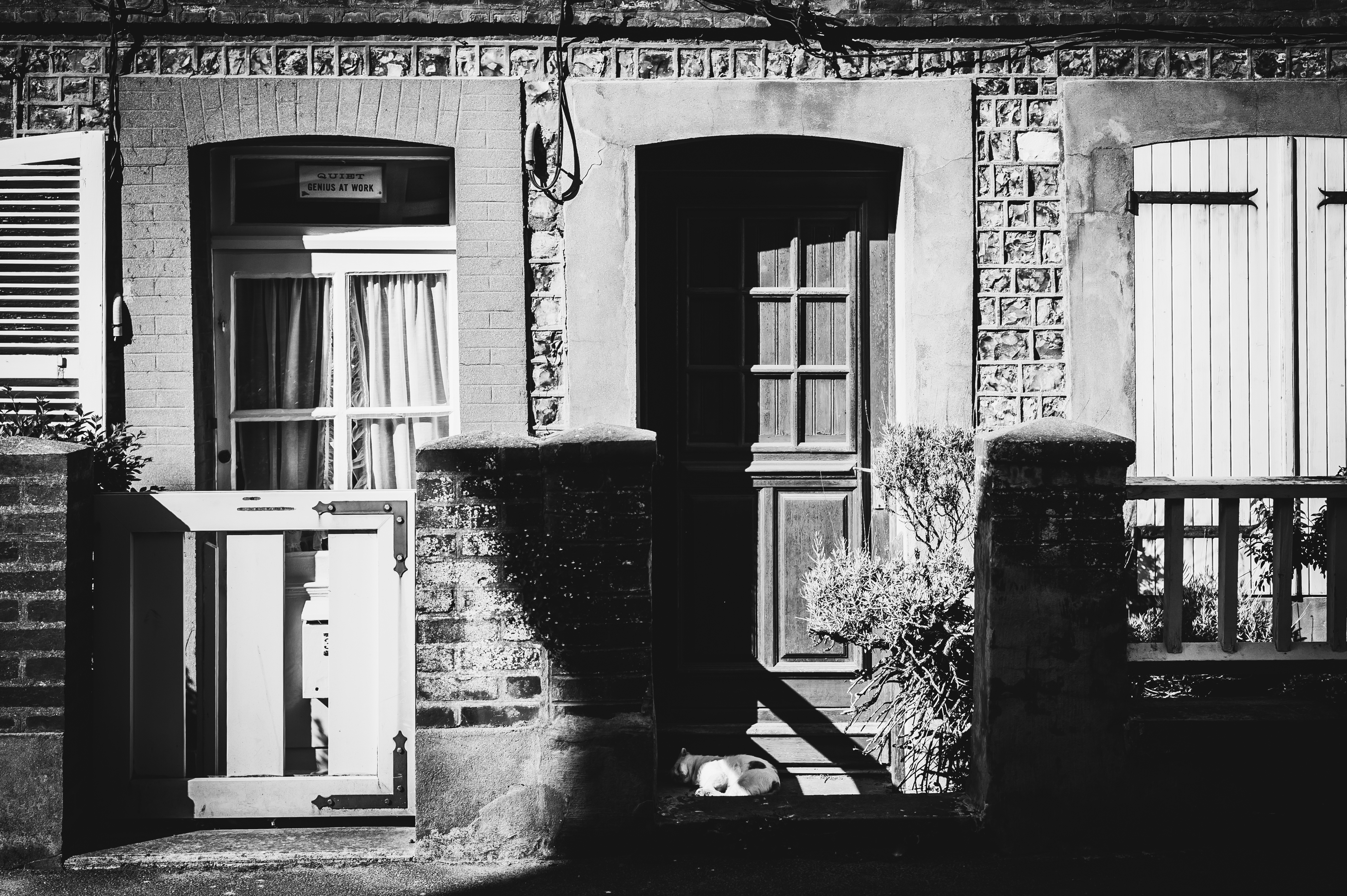 quiet-genius-at-work-the-cat-got-the-message