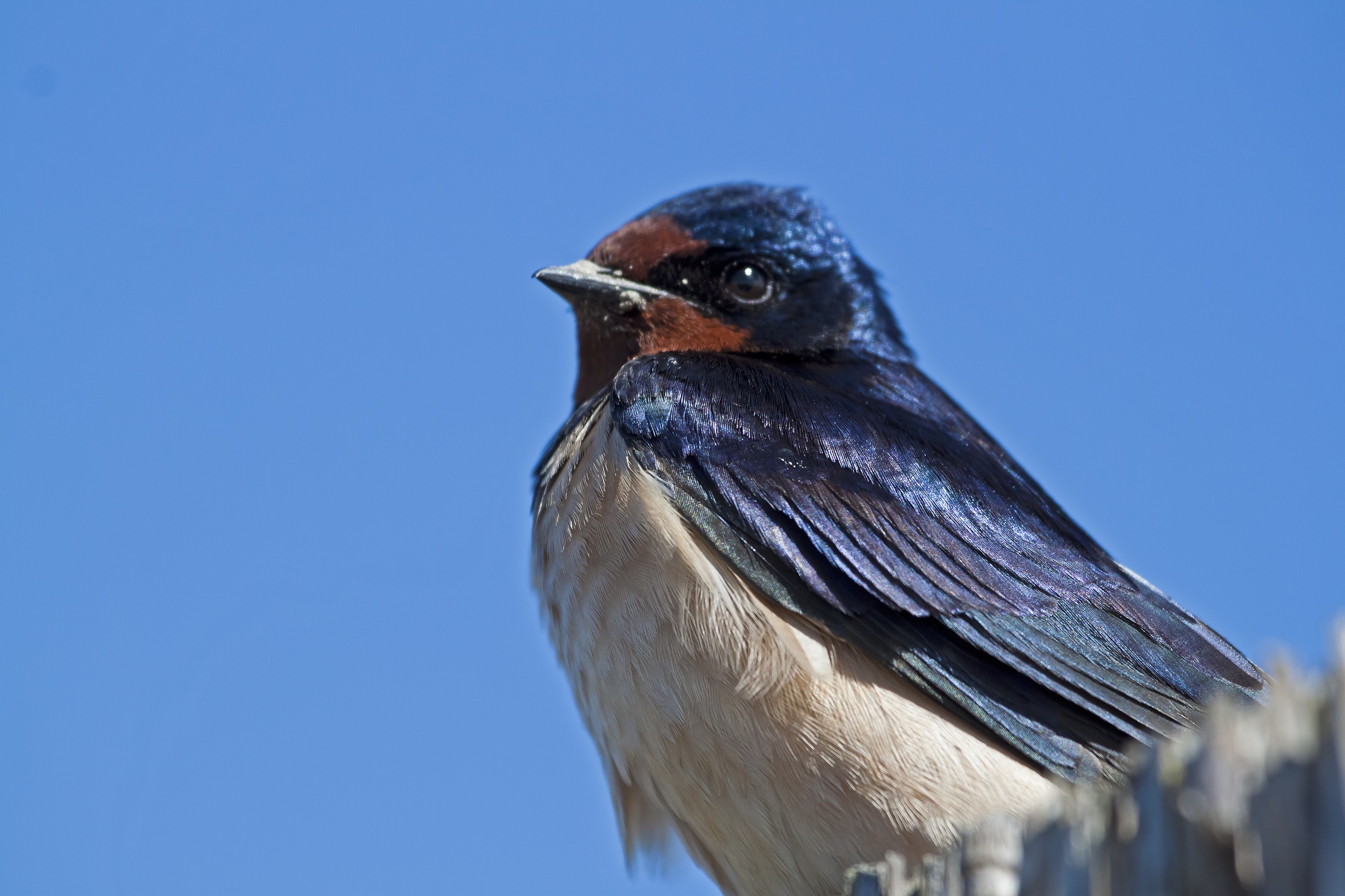 swallow