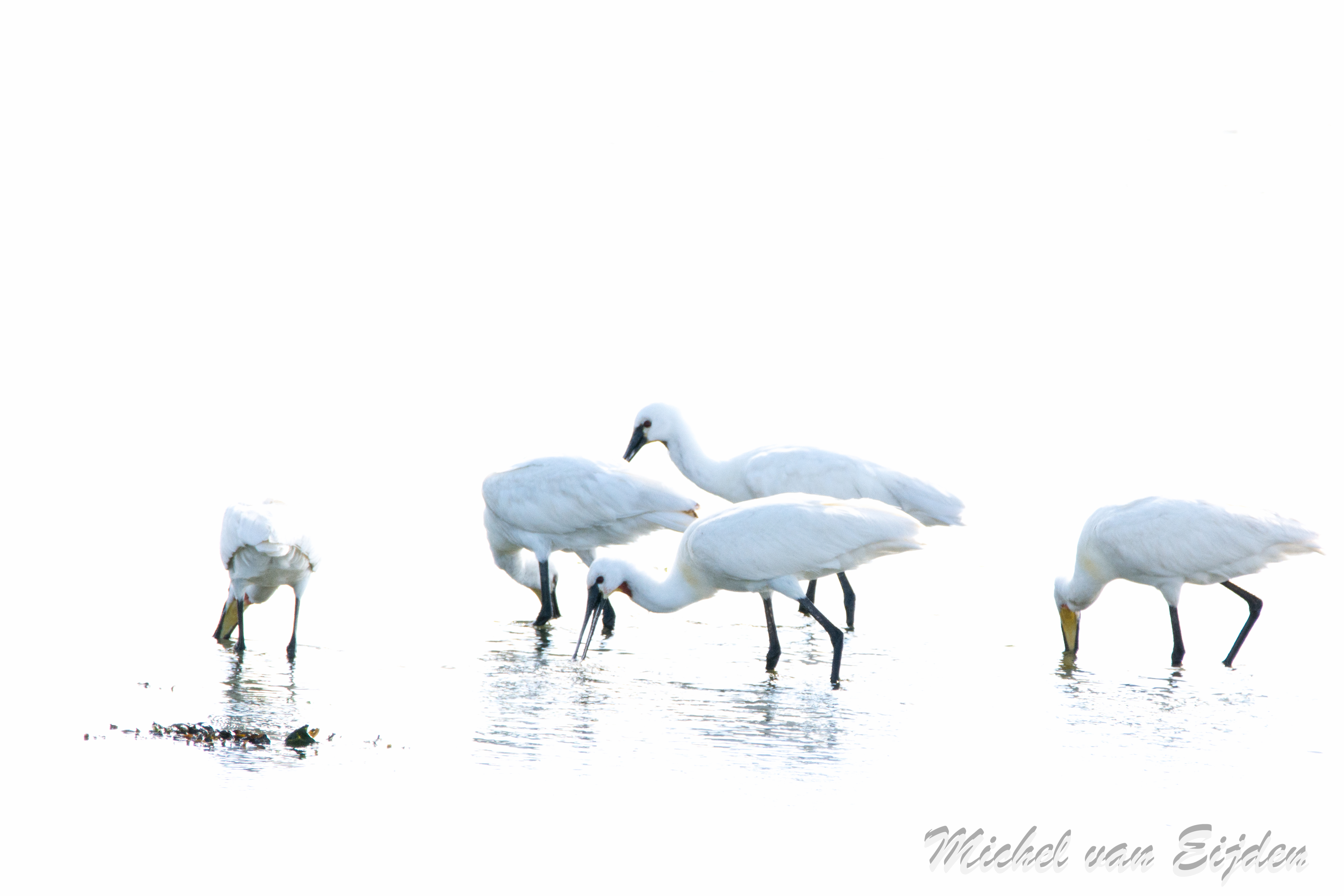 lepelaars-op-het-wad