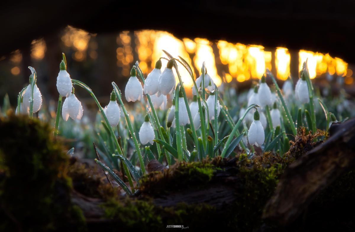 sneeuwklokjes-in-de-ochtendzon