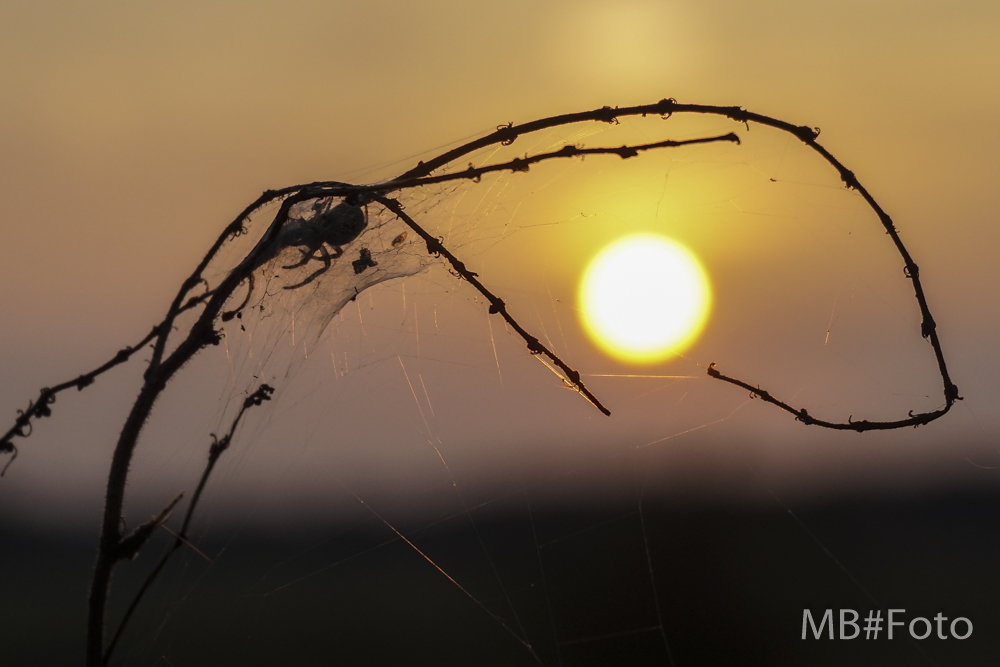 horizon-licht-van-de-ondergaande-zon