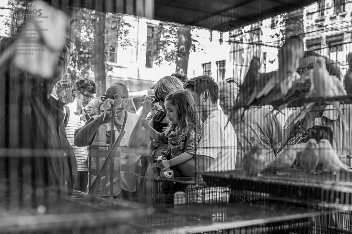 antwerp-whitsunday-01