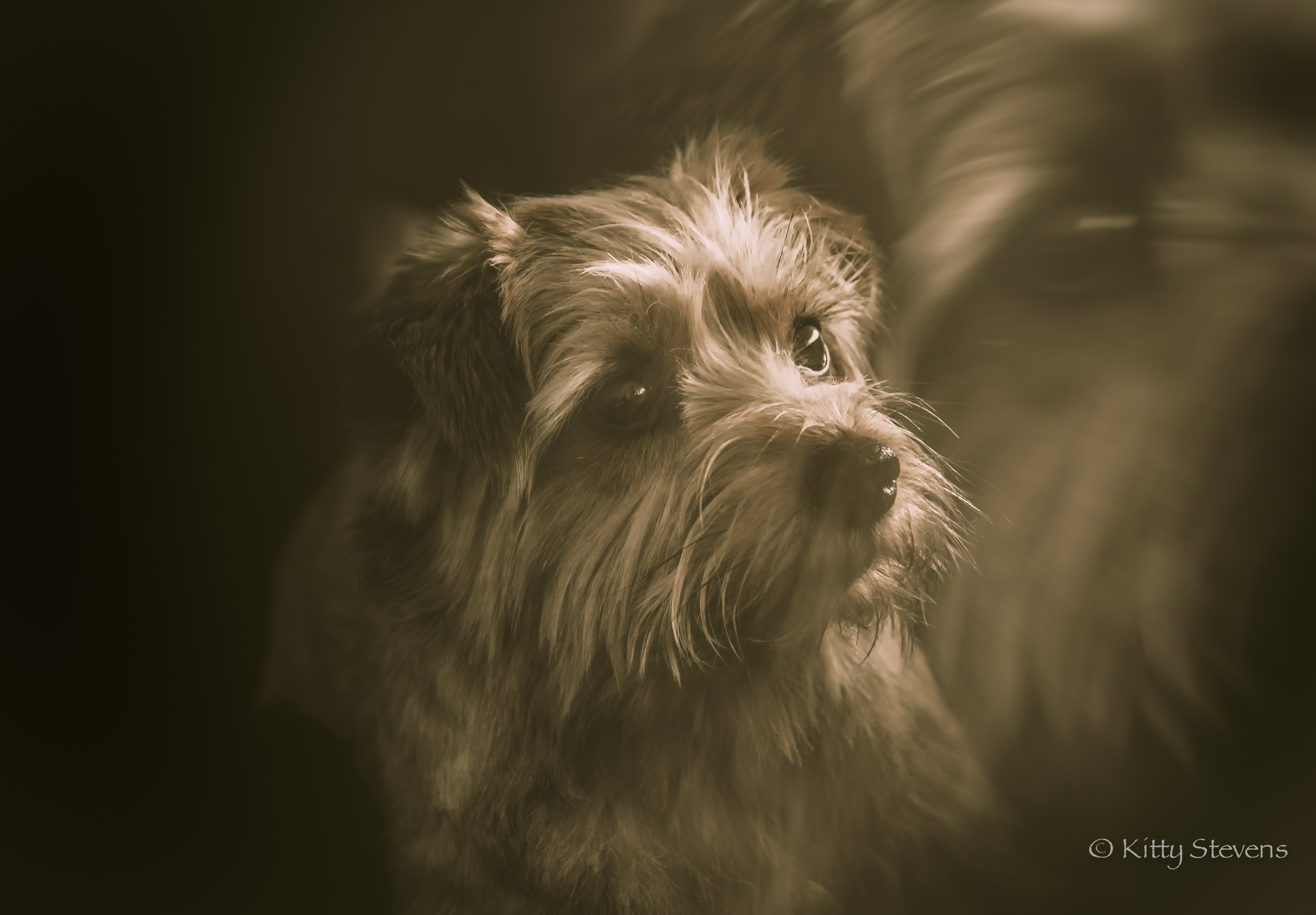 suske-de-norfolk-terri%C3%ABr