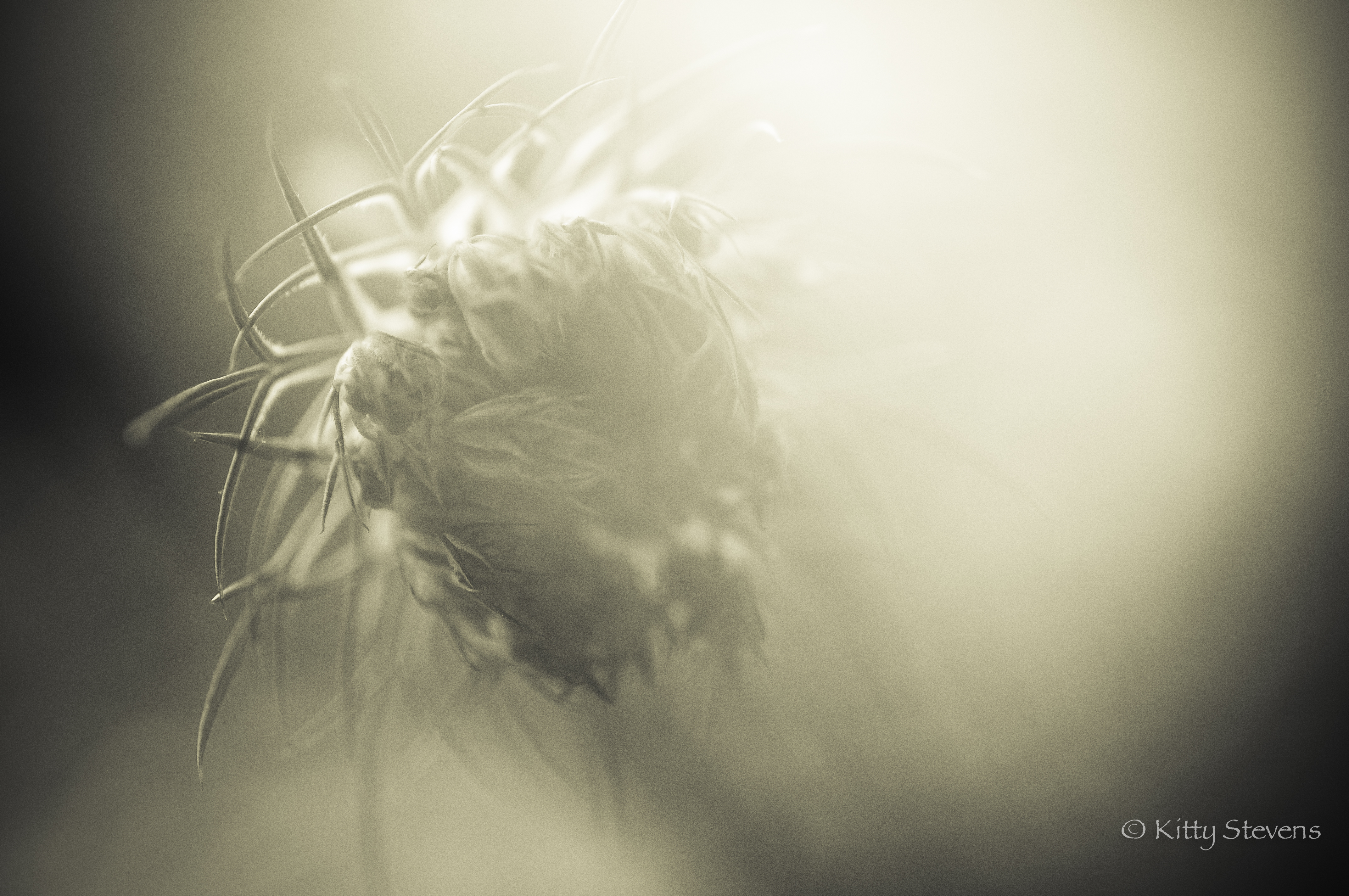 veldbloem-net-even-anders