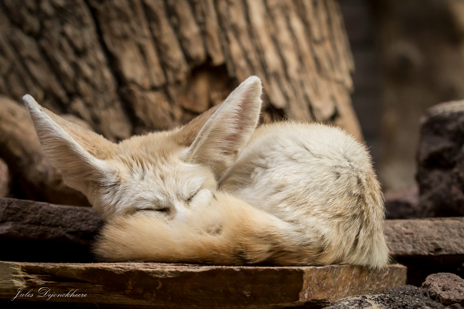 slapende-woestijnvos