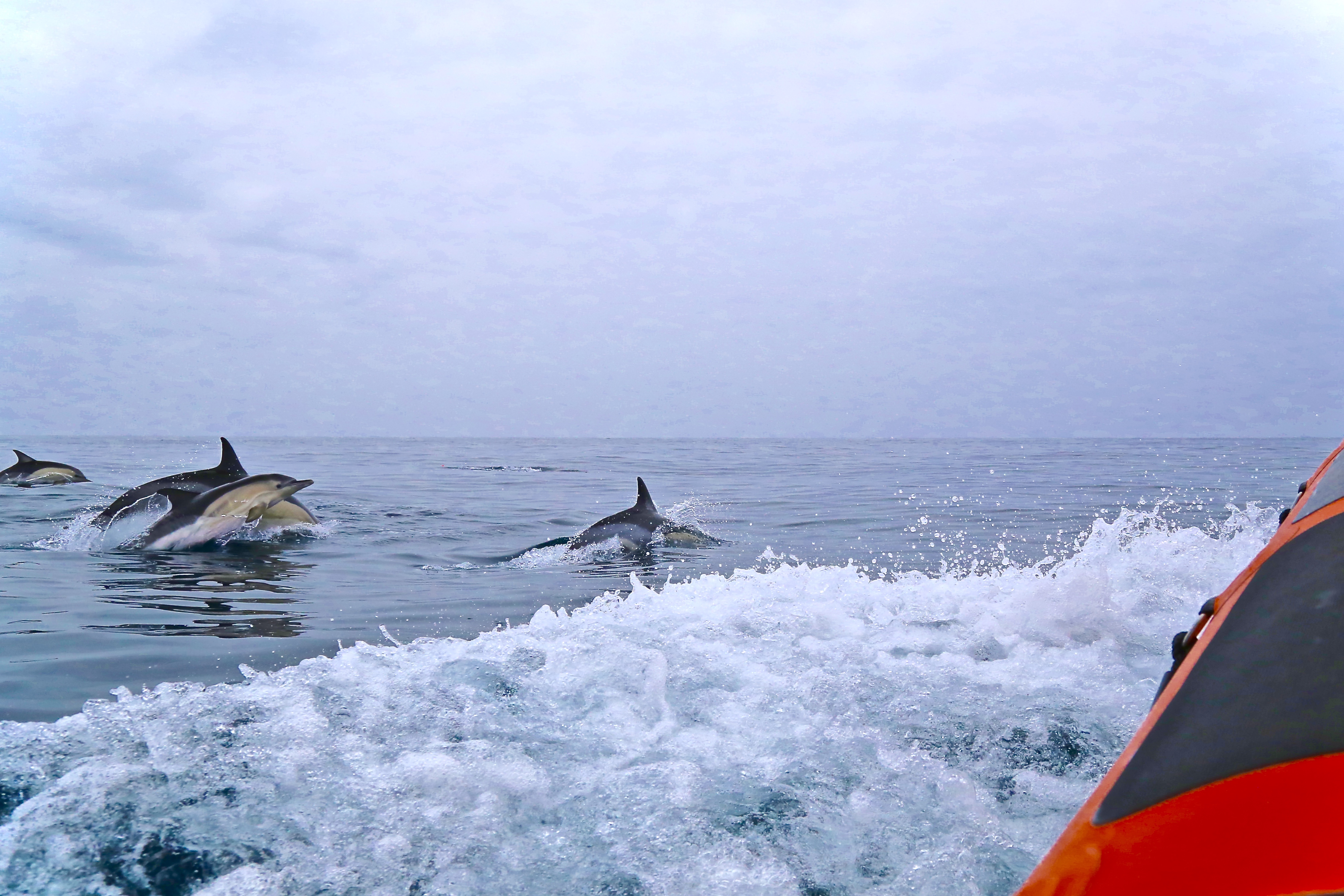 dolfijnen-atlantische-oceaan