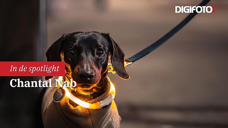 spotlight-van-de-week-4-digifoto-pro-gallery