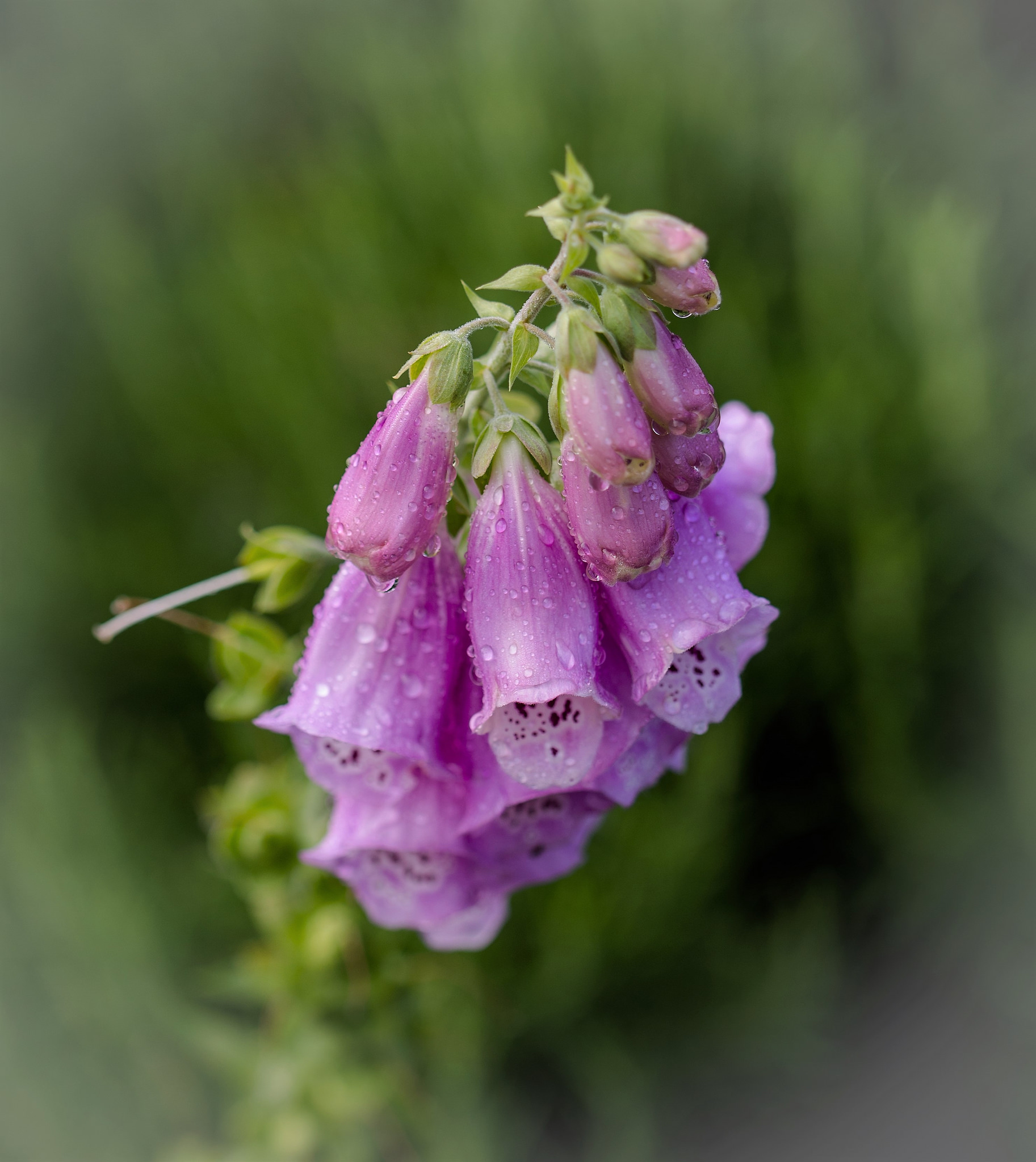 macro-neighbours-garden