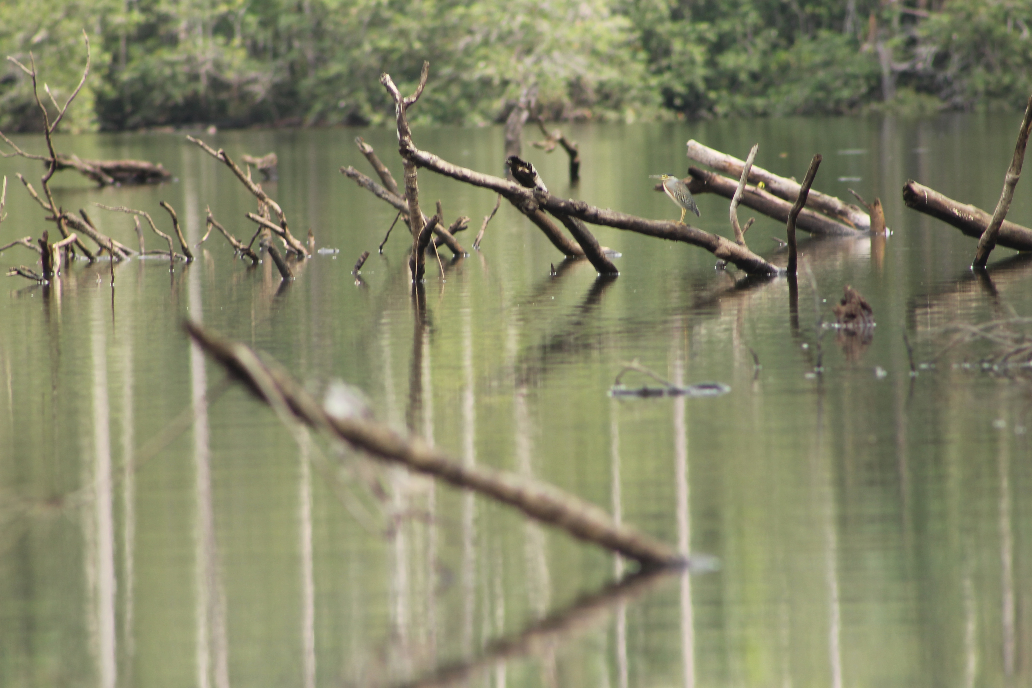 stilleven-in-de-jungle