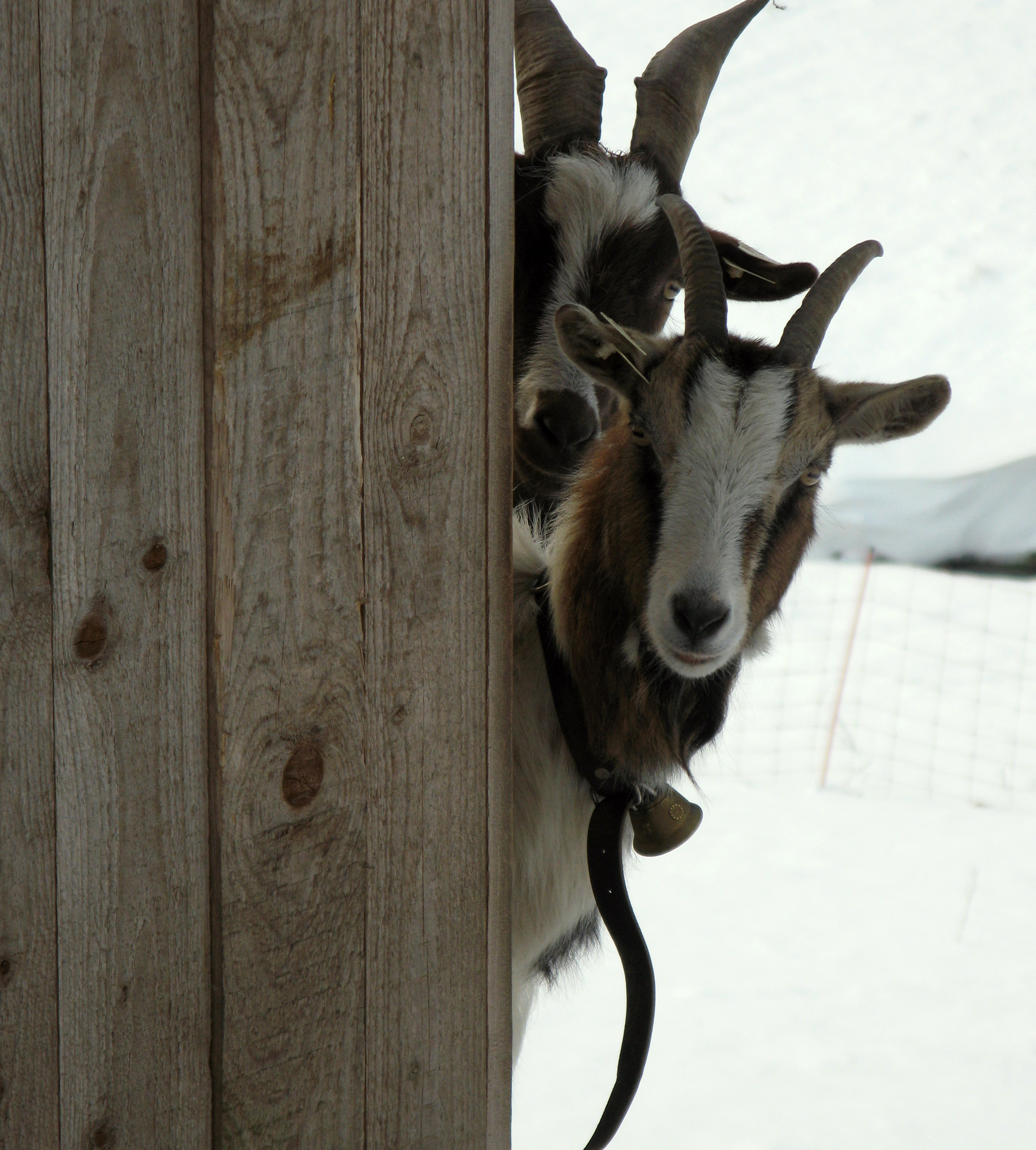 nieuwsgierige-geiten