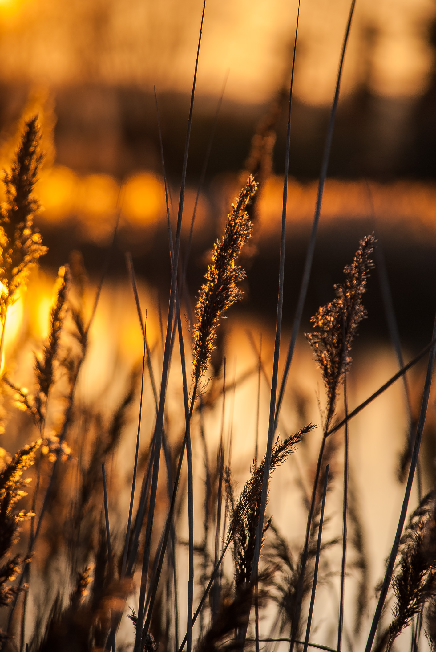 riet-in-ondergaande-zon