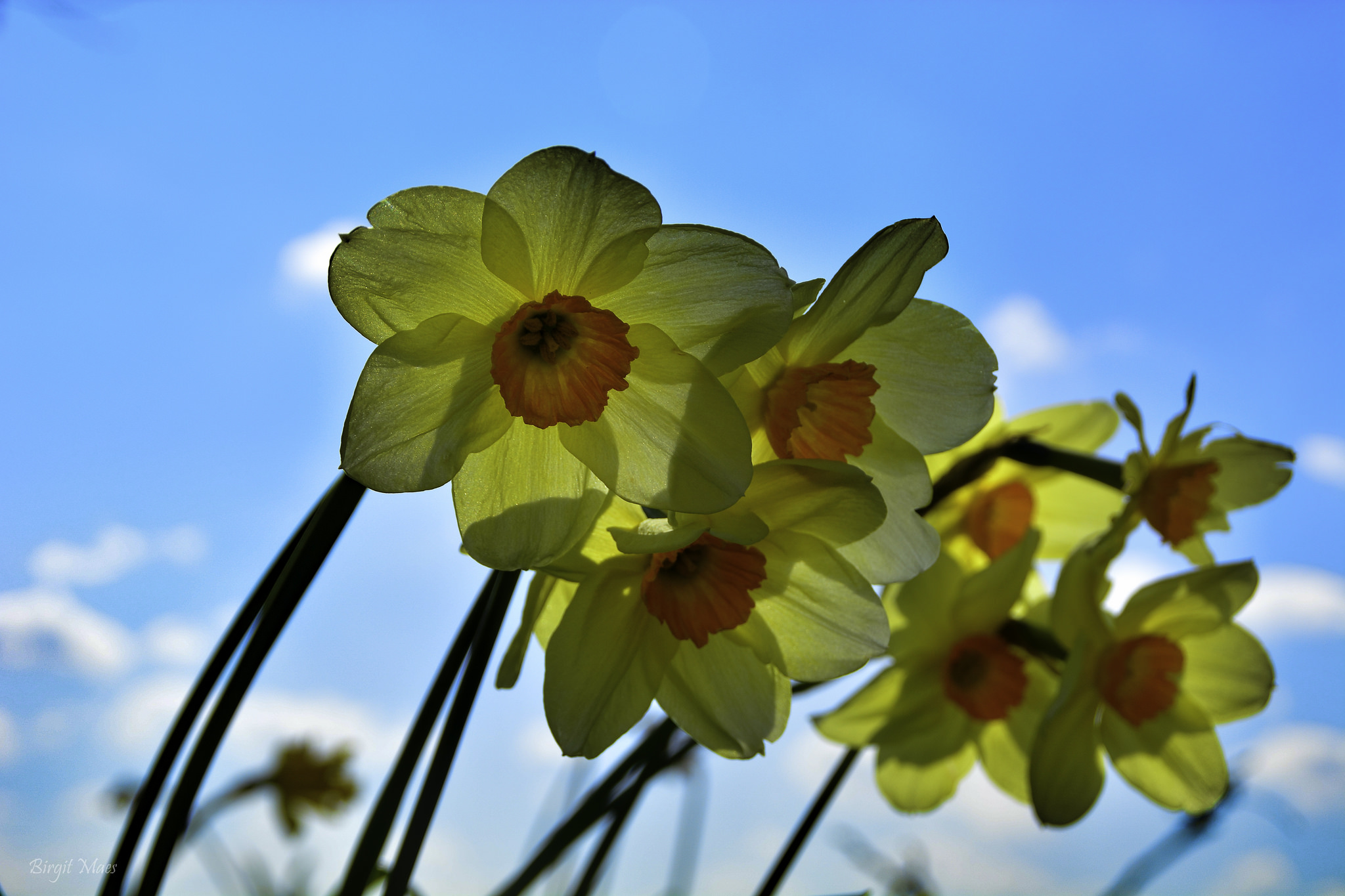 bloempjes-in-het-licht