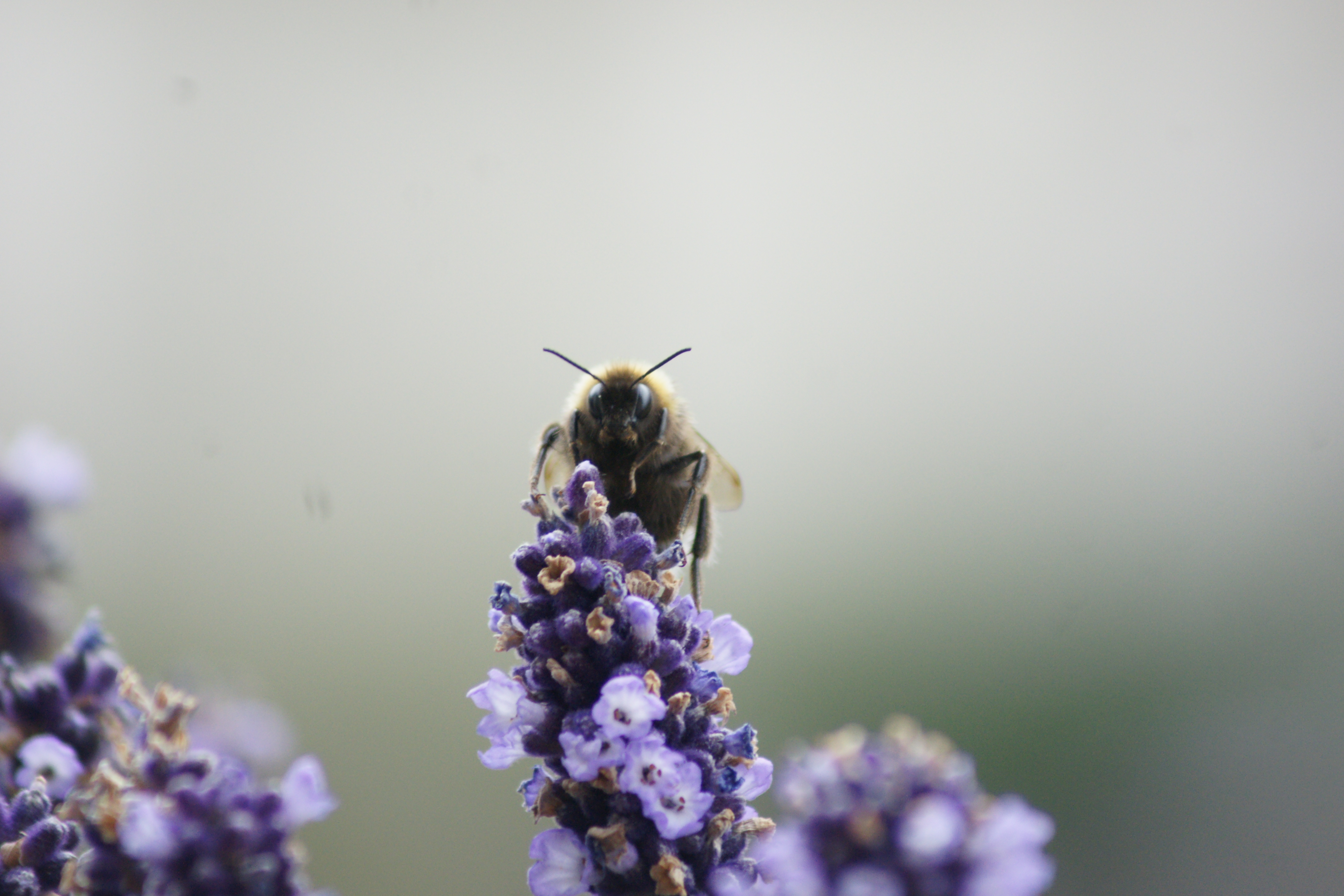 big-brother-is-watching