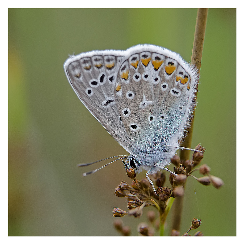 polyommatus-icarus-1