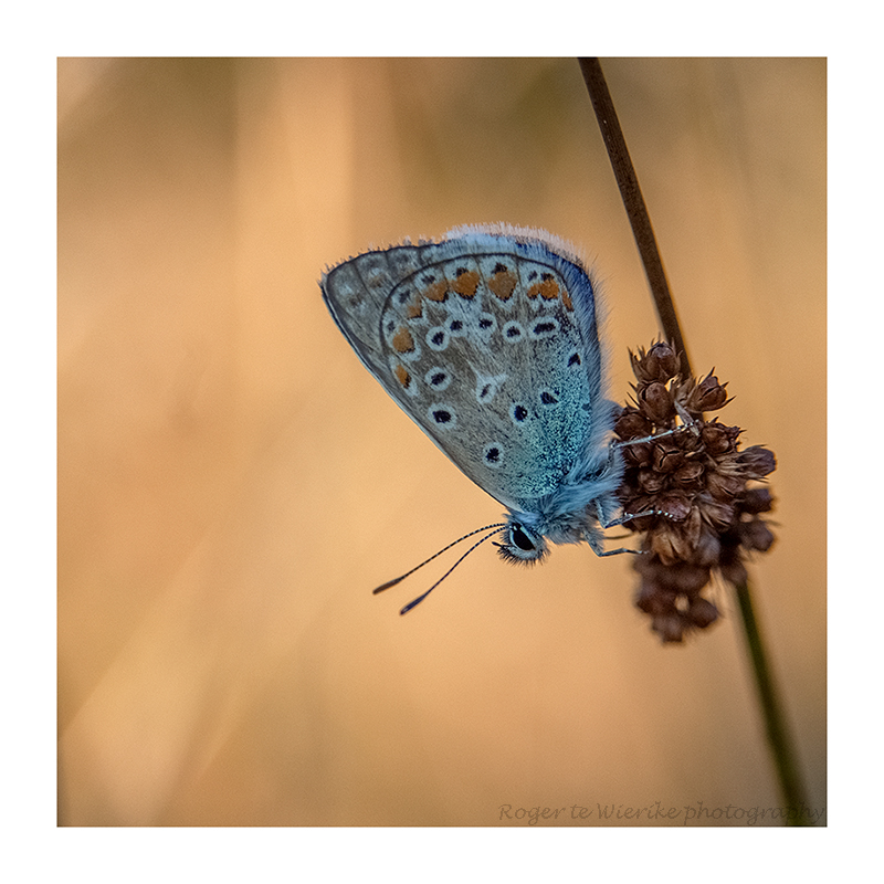 in-het-laatste-licht-1