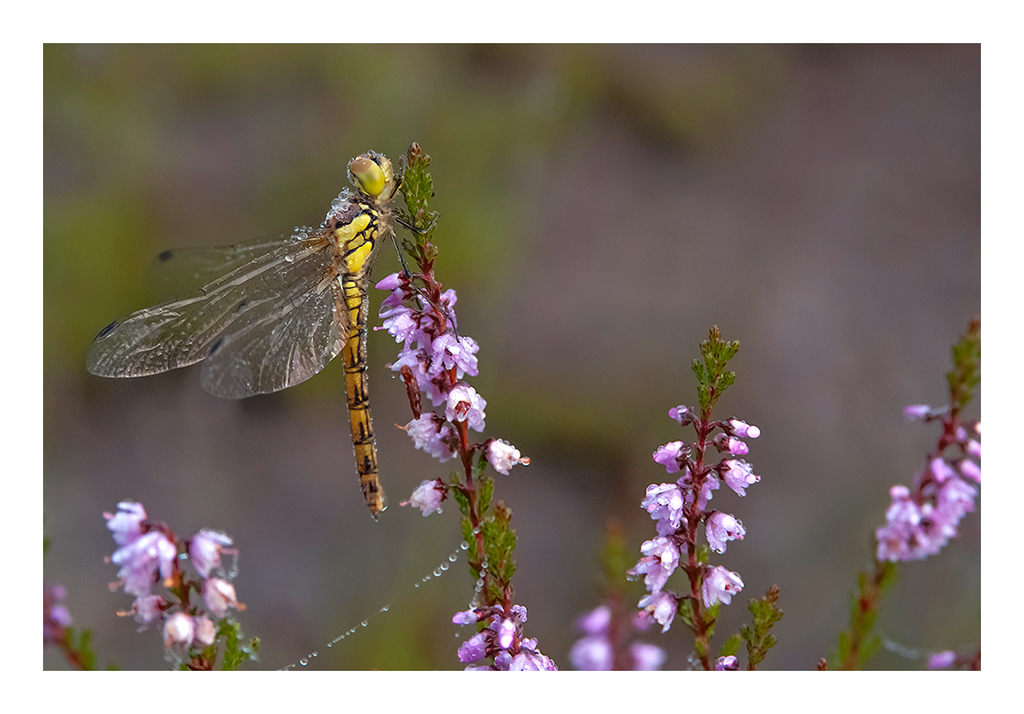 steenrode-heidelibel-1