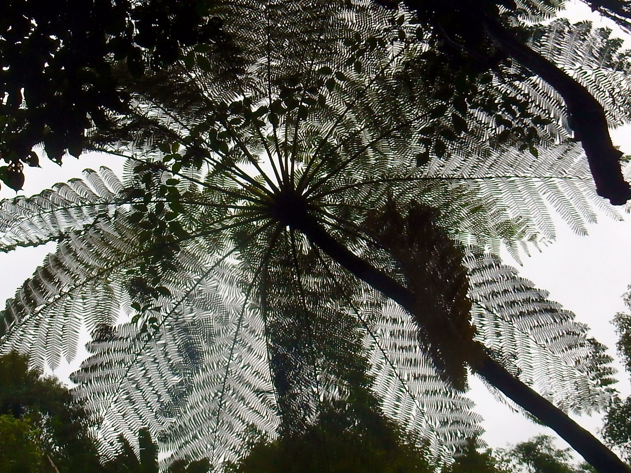 sierijk-donker-in-licht