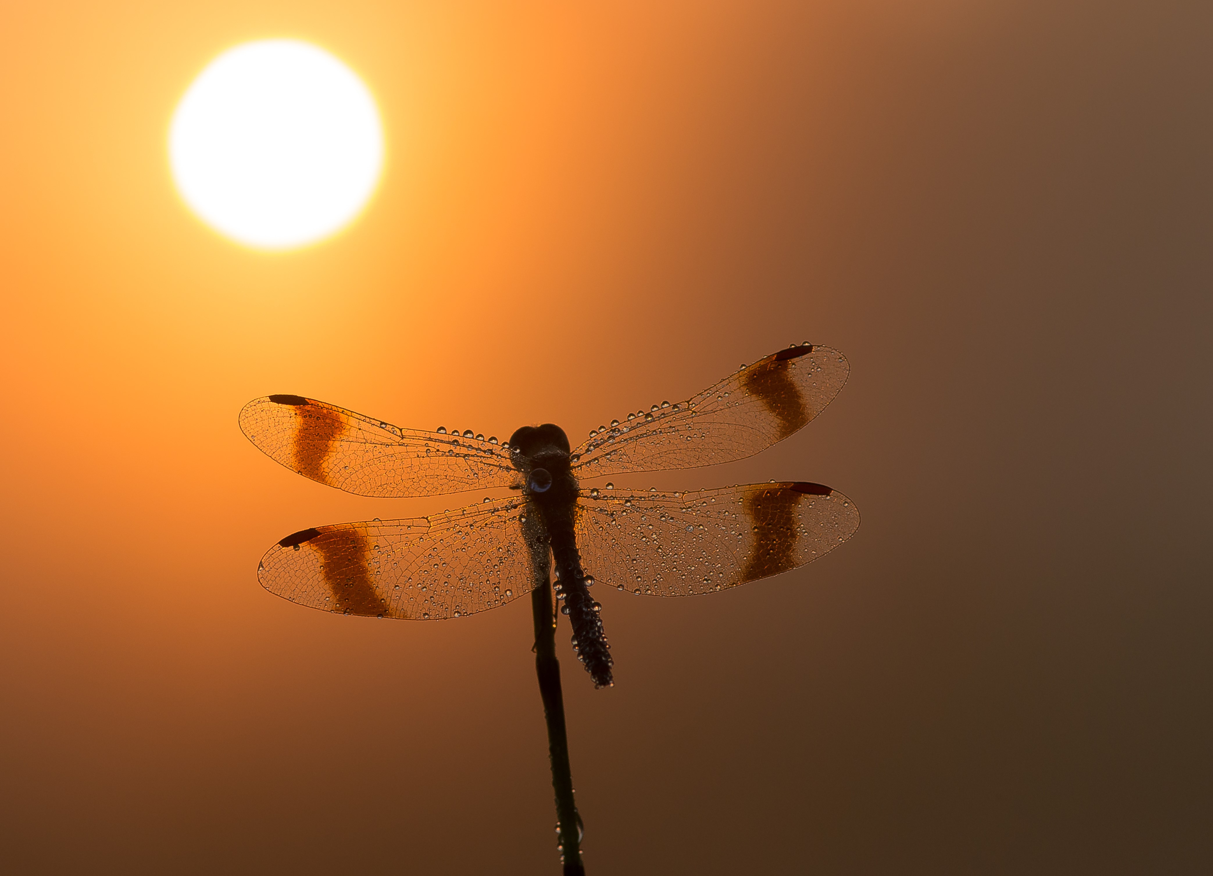 het-licht-doet-de-nacht-verdampen