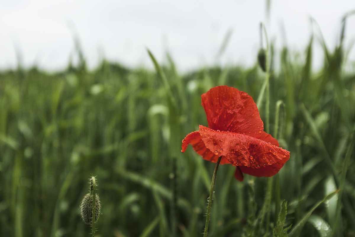 complementaire-kleuren