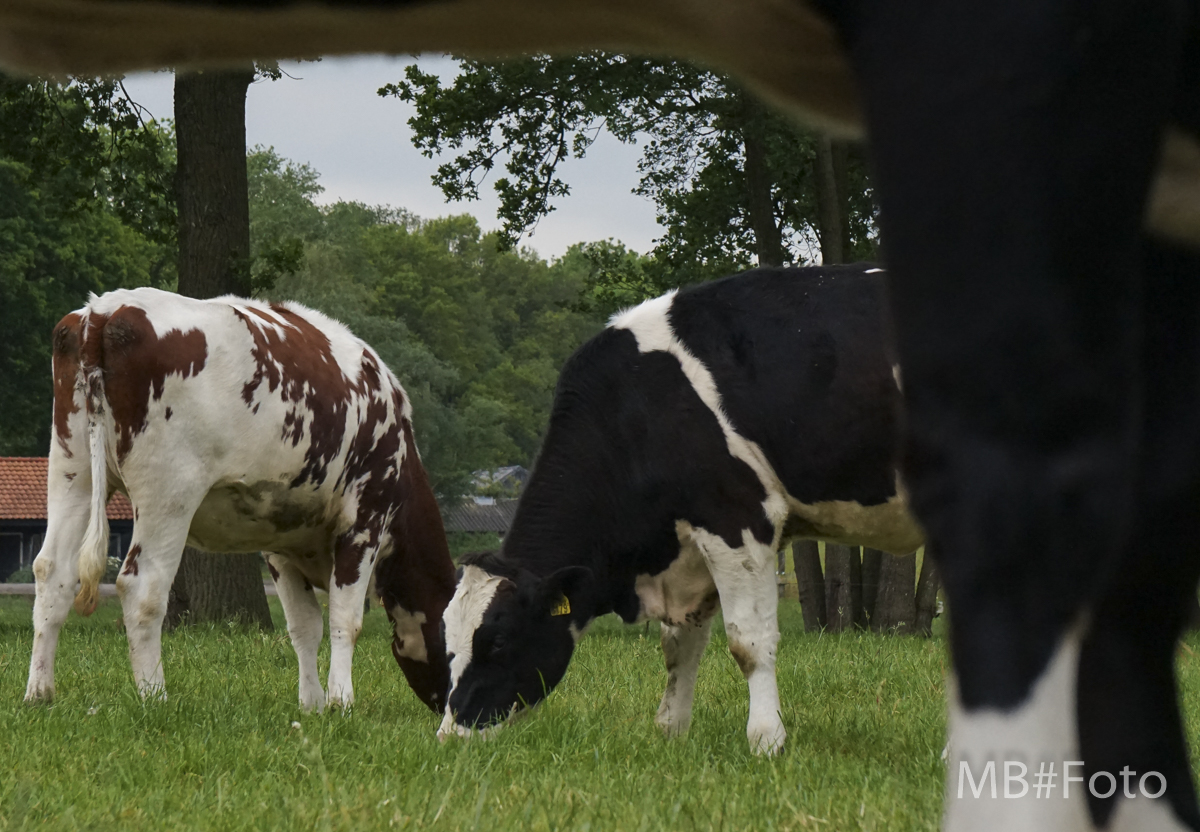 de-koeien-staan-eindelijk-weer-buiten-d