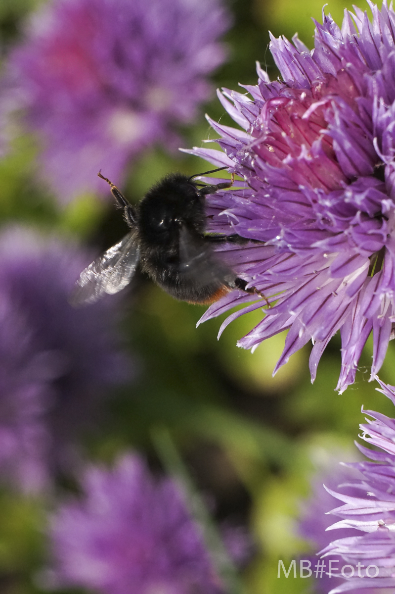 hommel-op-de-bieslook