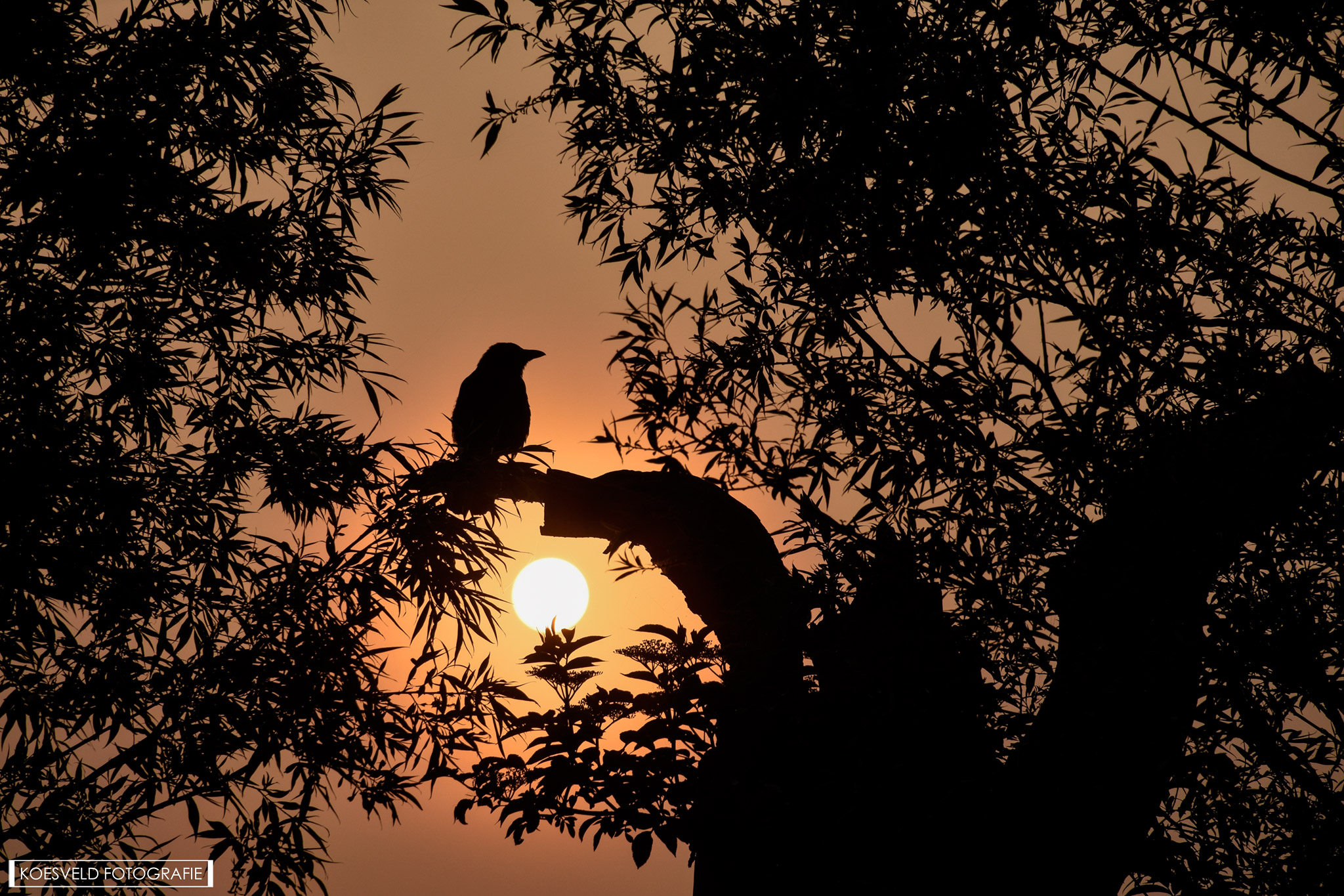 zonsopkomst-midden-delfland-schiedam