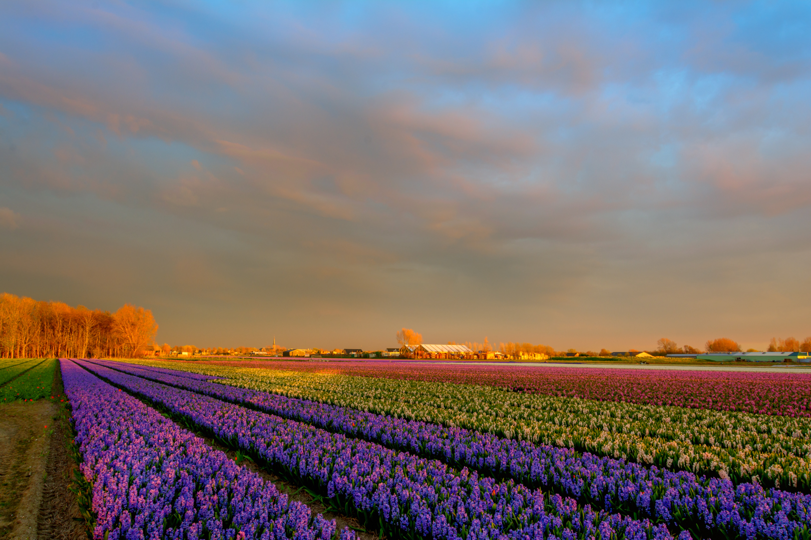 bollenvelden-in-het-avondzonnetje-noordwijk