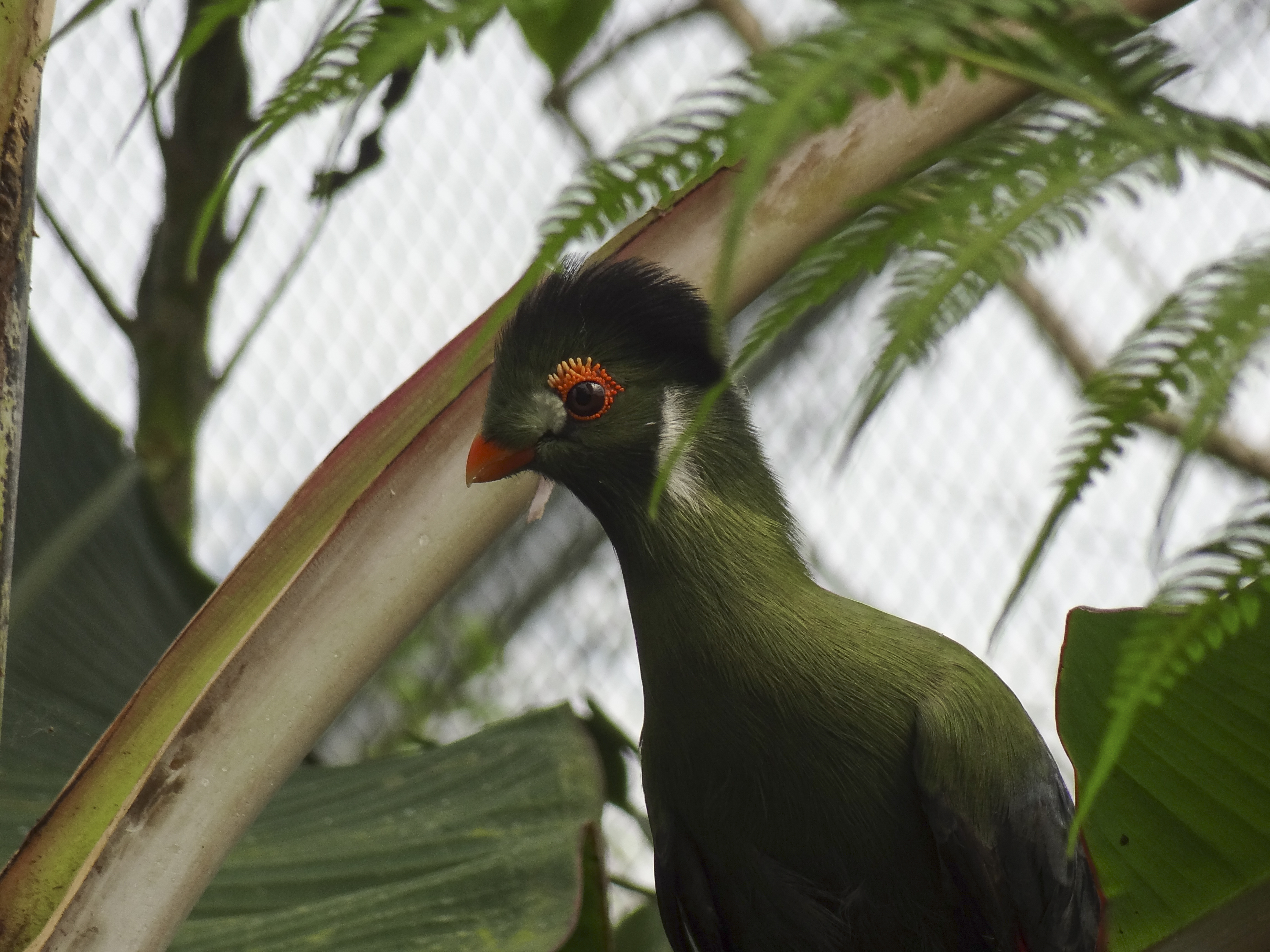 vogel-bij-wildlands-emmen