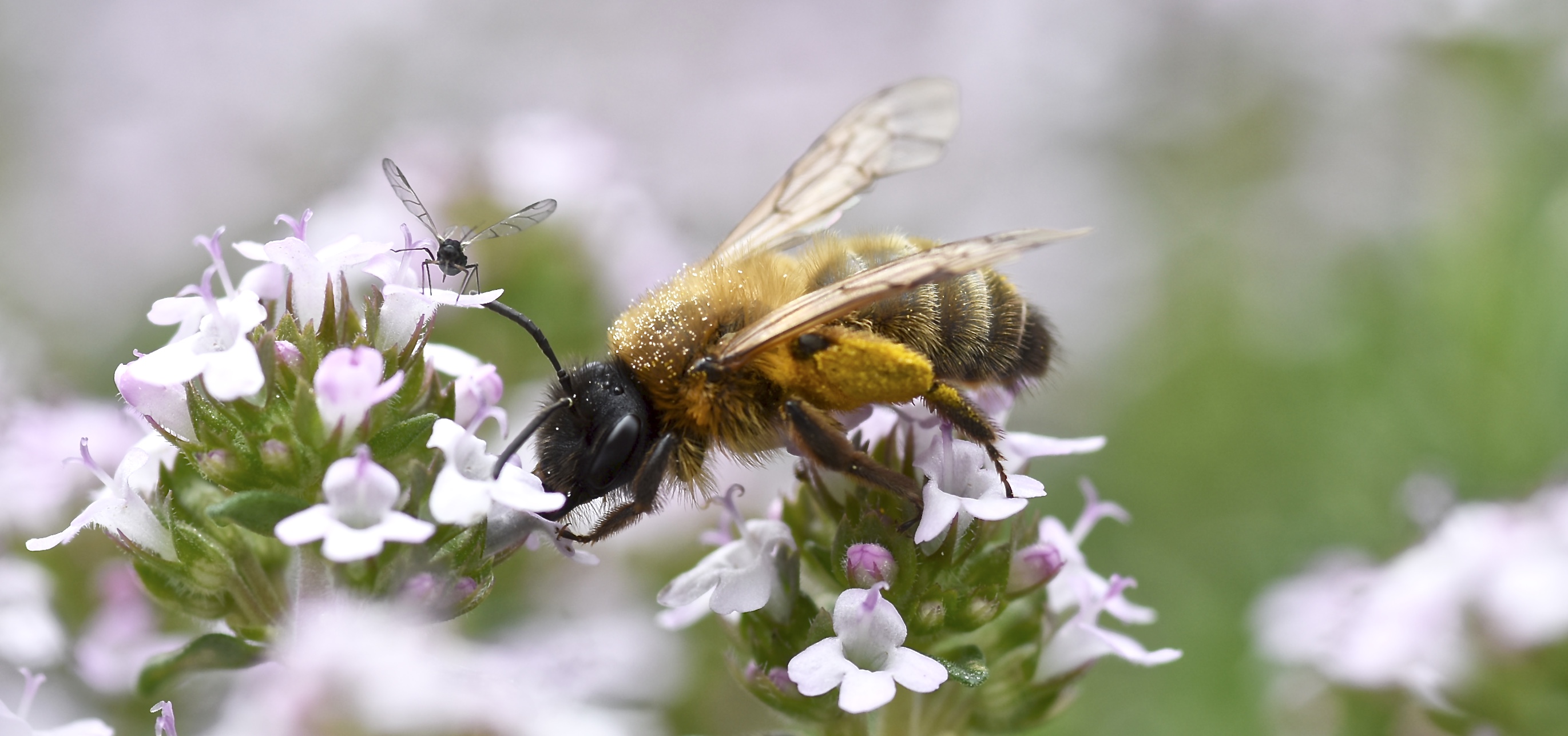 lekker-die-verse-thym