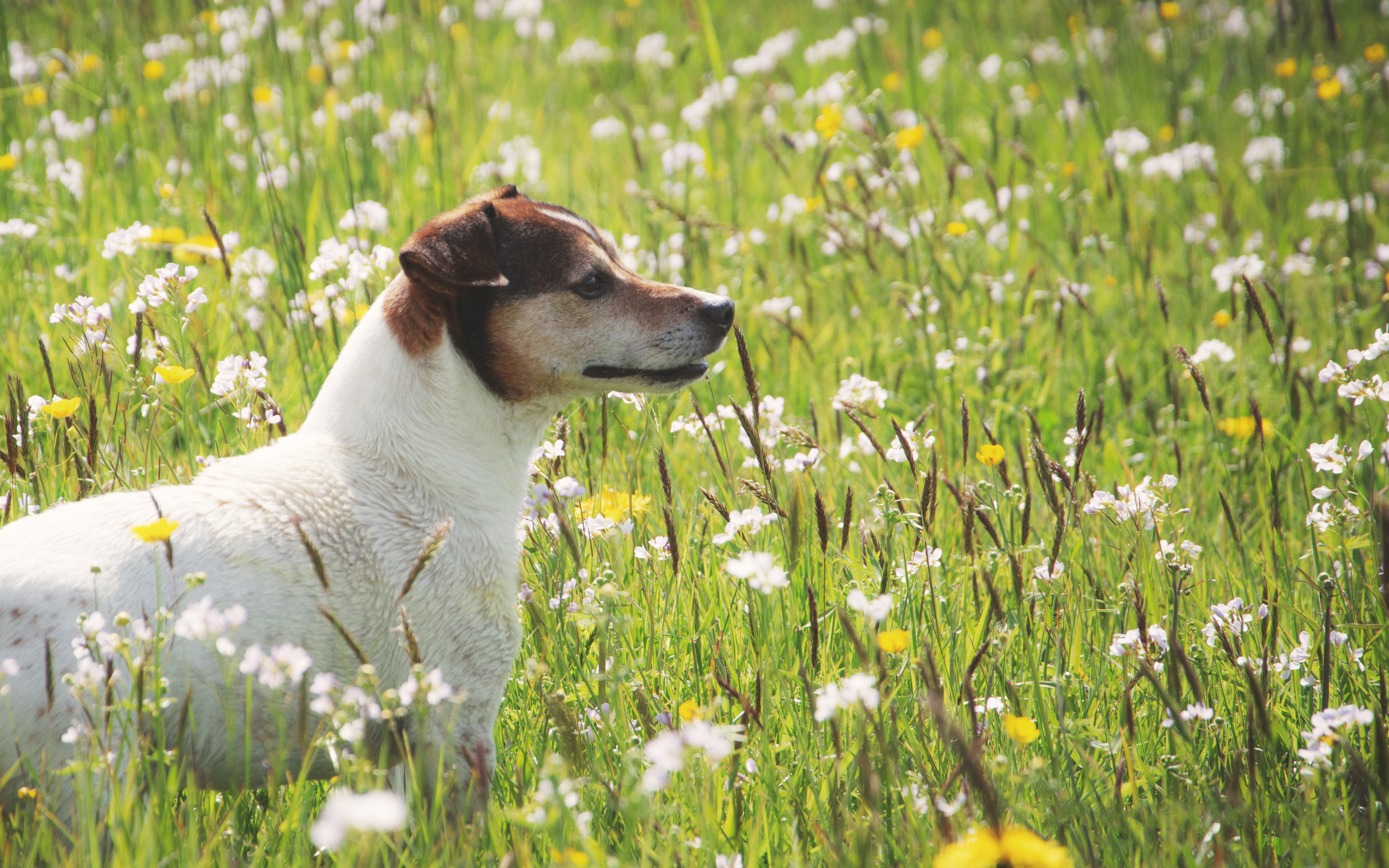genieten-van-de-lente
