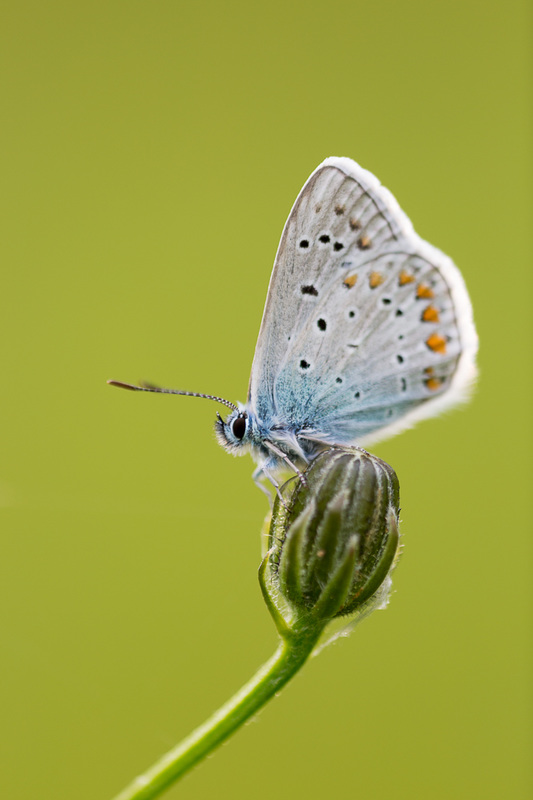 icarusblauwtje-12