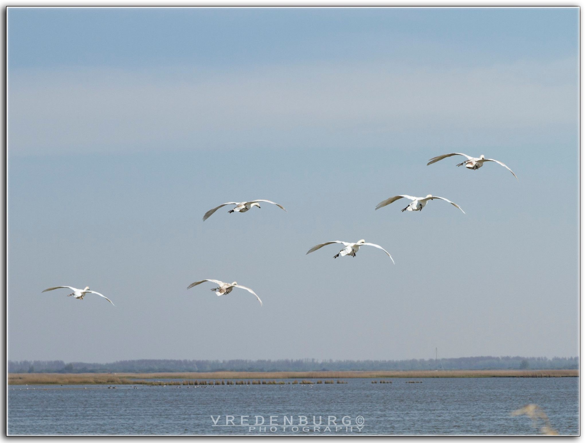 boodschappers-van-het-voorjaar
