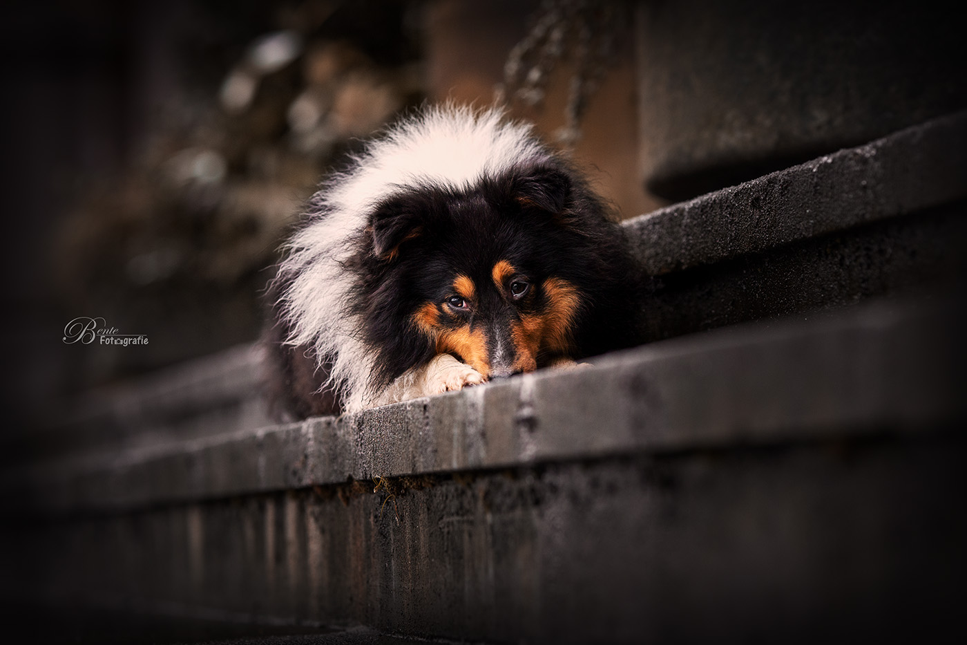sheltie-in-de-stad