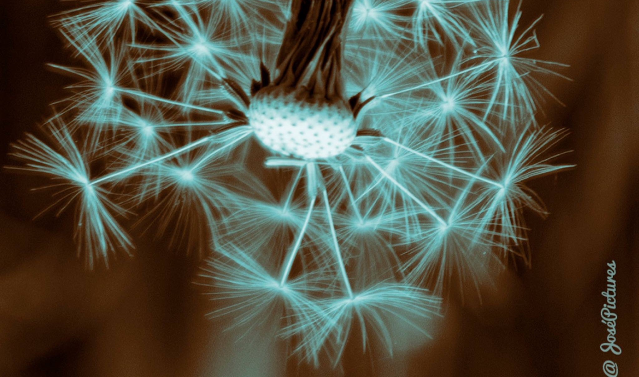 dandelion-abstract
