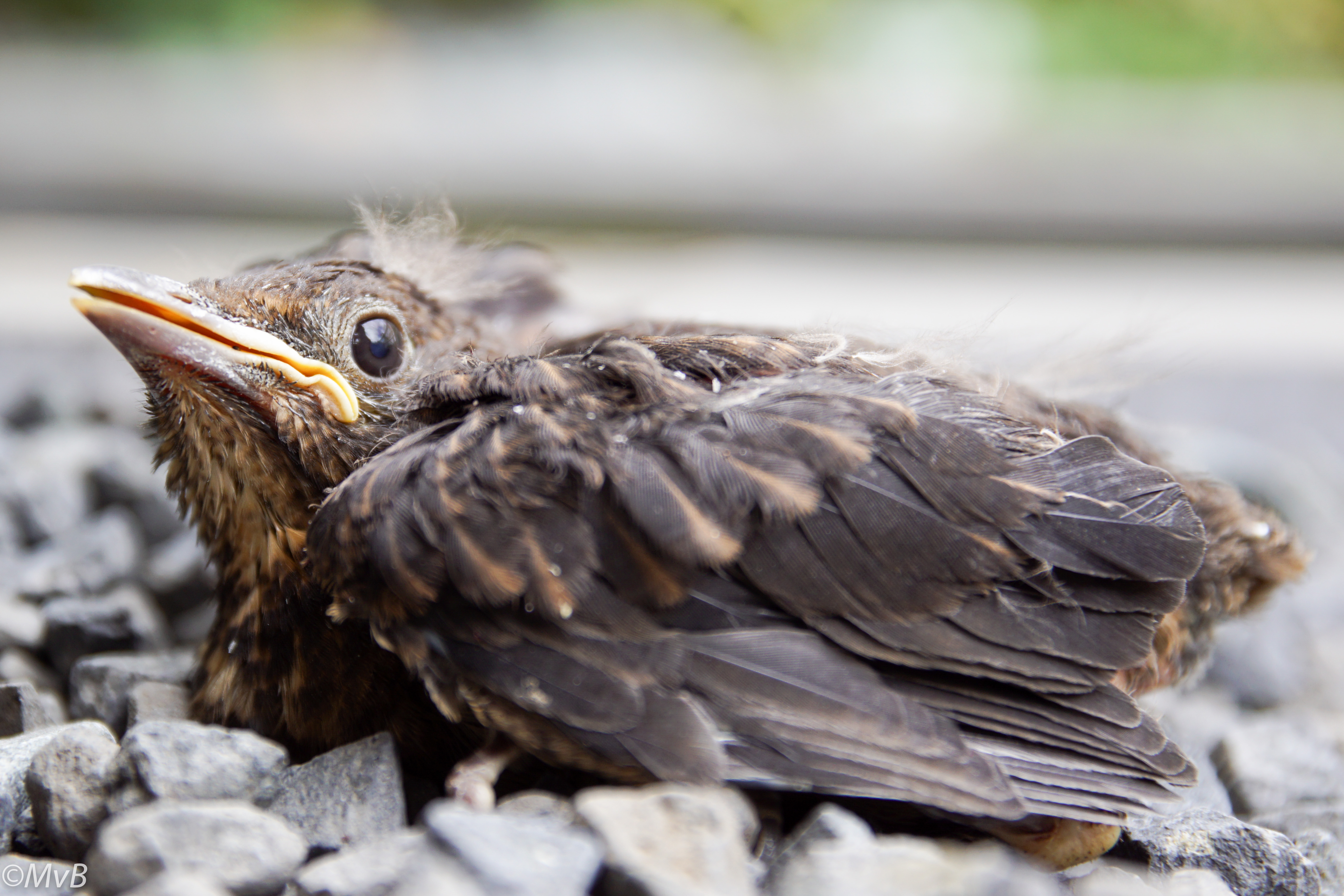 voorjaar-tijd-om-je-vleugels-uit-te-slaan