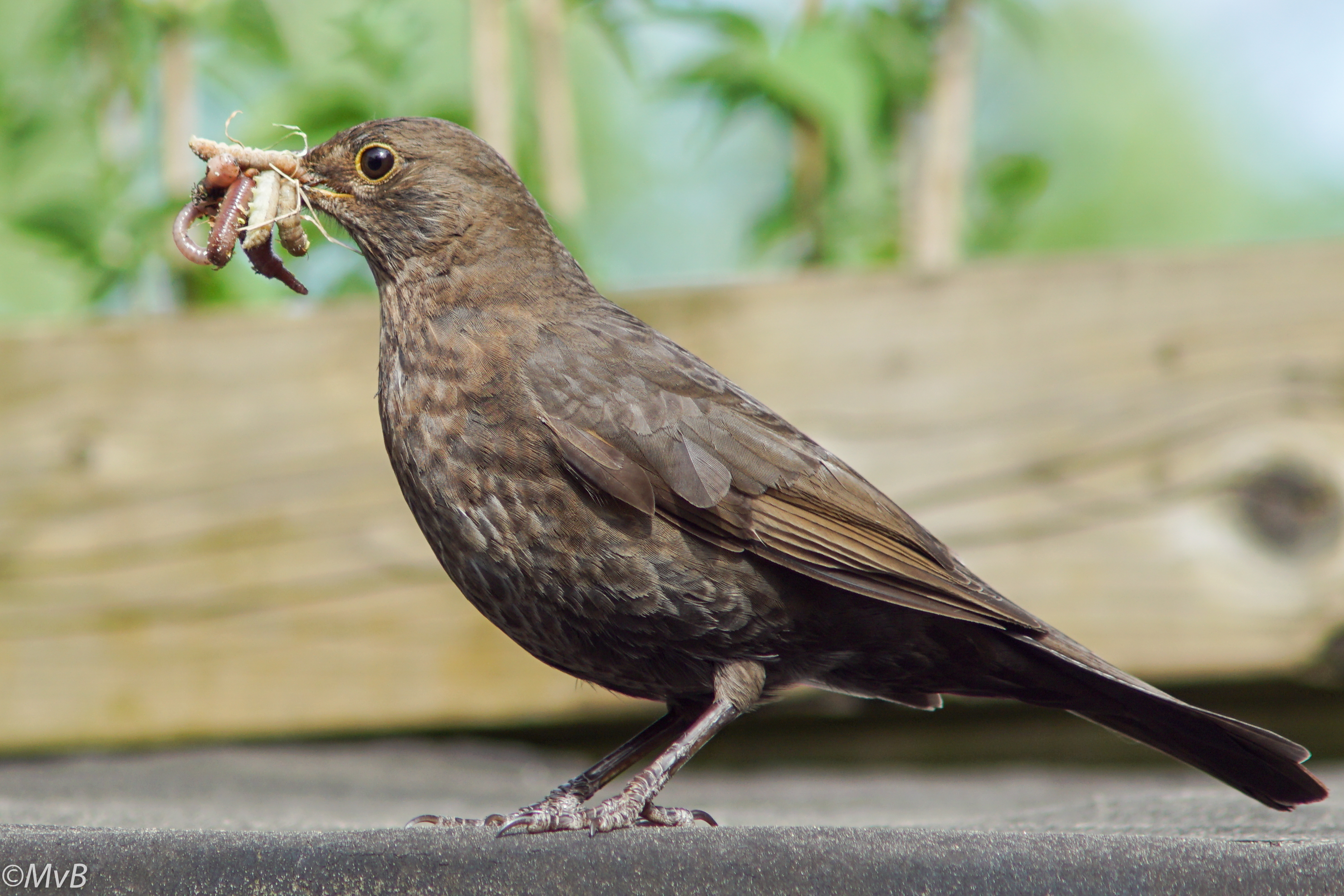 merel-komt-haar-jongen-voeden