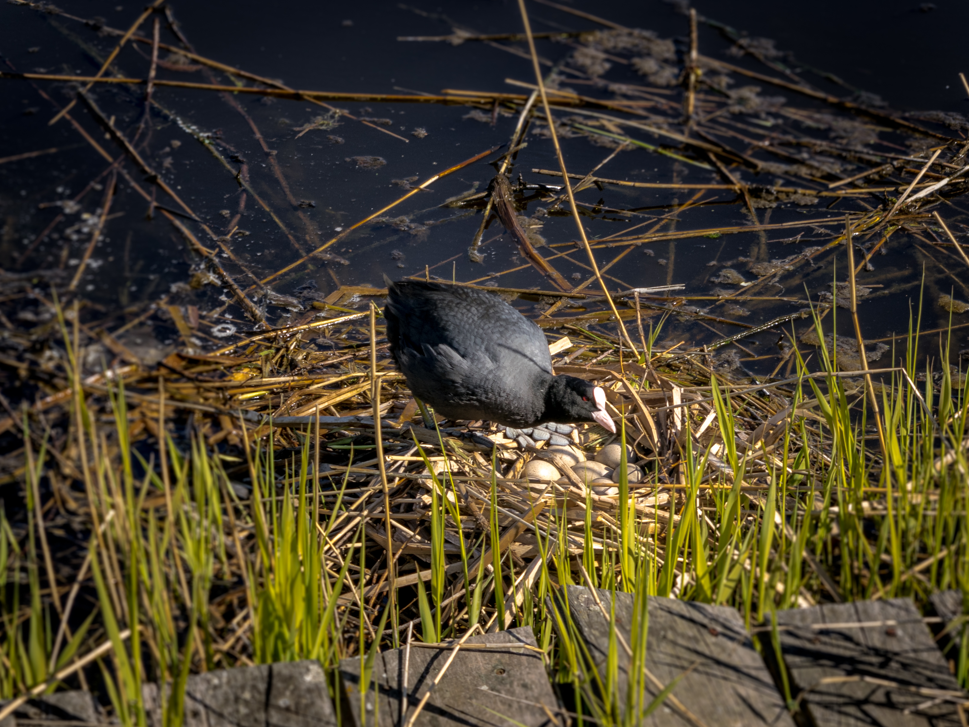 het-nestje-van-de-meerkoet