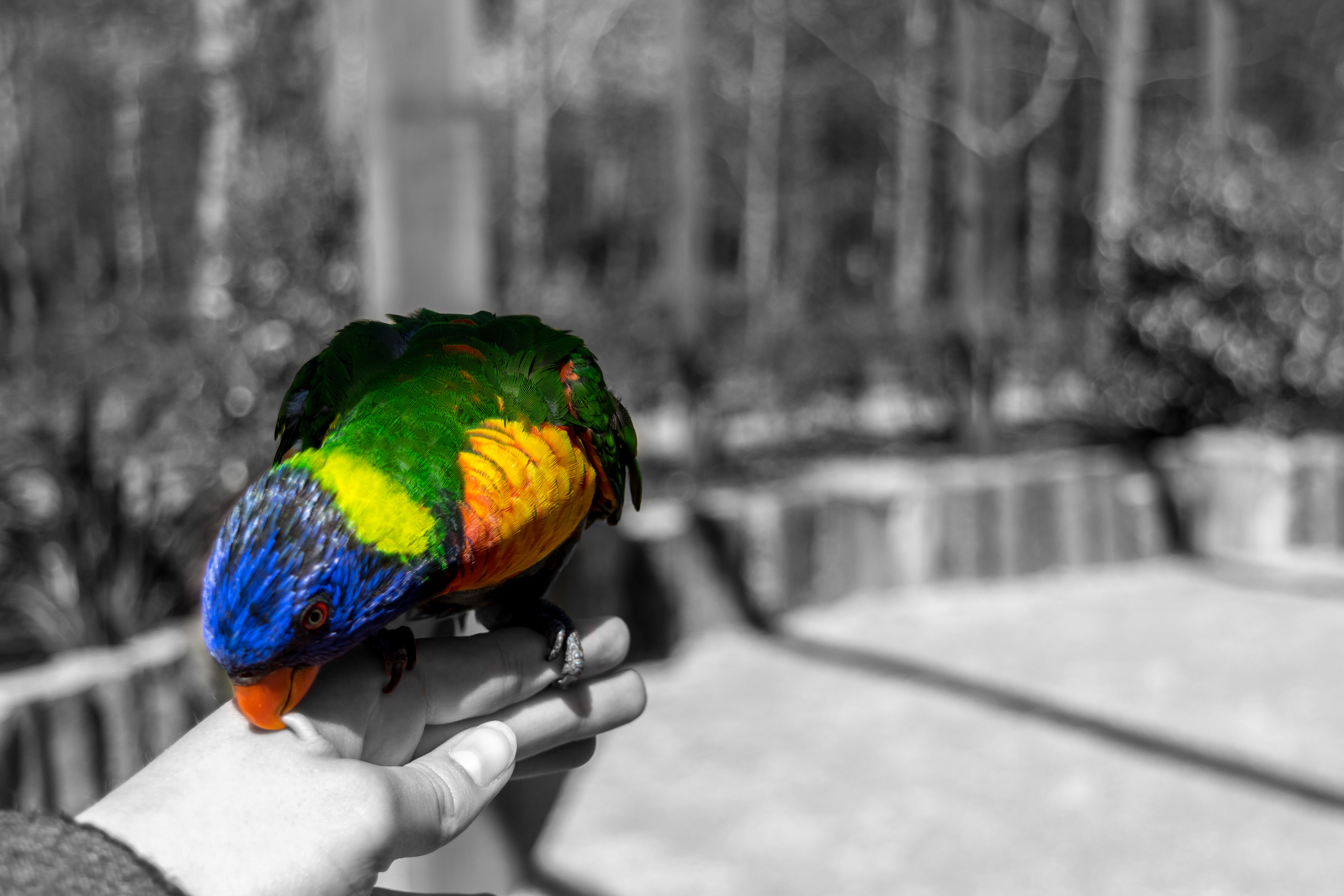 kleurrijke-lori-in-zwart-wit