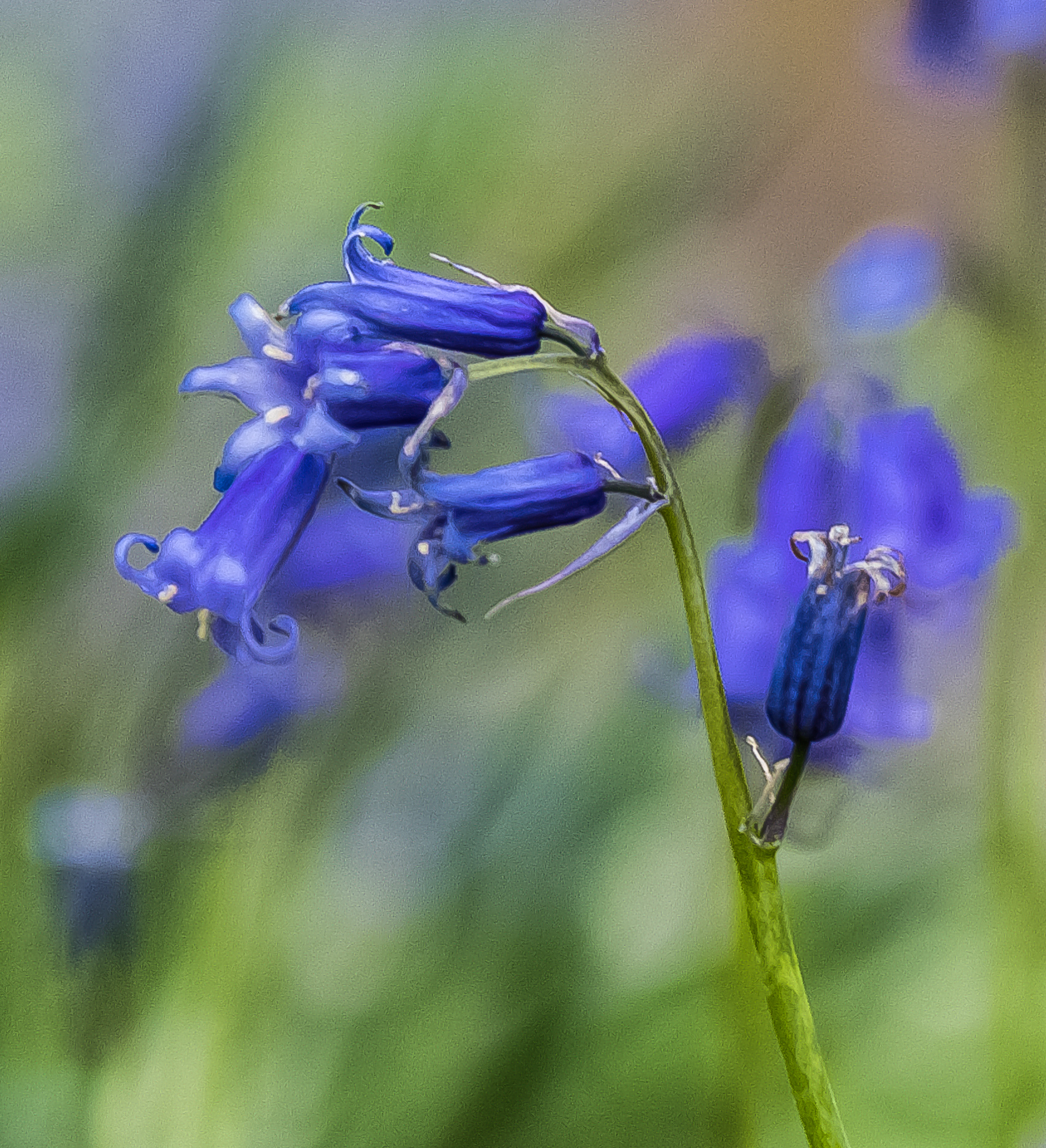 de-blauwe-boshyacint-in-het-hallerbos